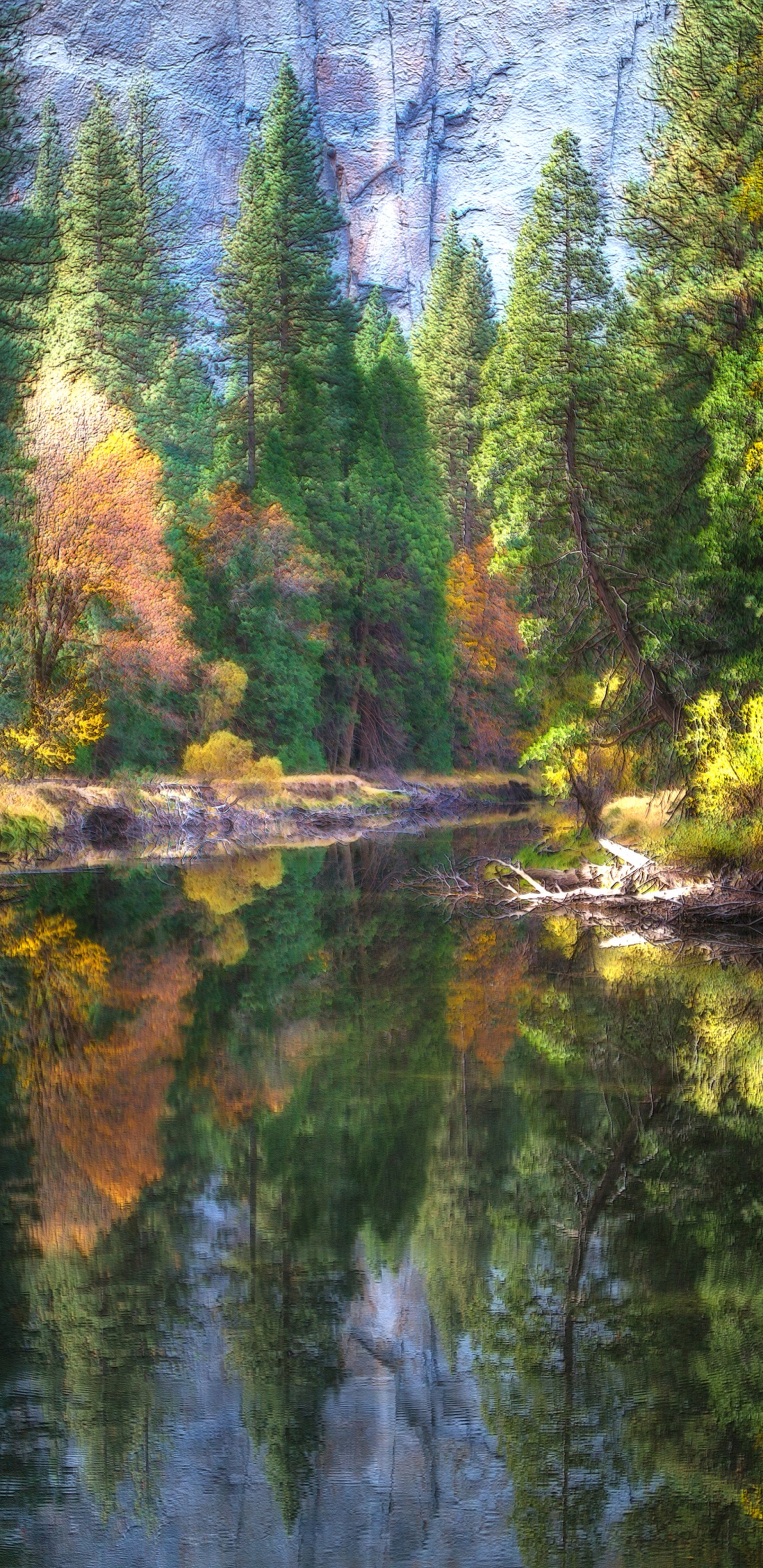 Green Trees Beside River During Daytime. Wallpaper in 1440x2960 Resolution