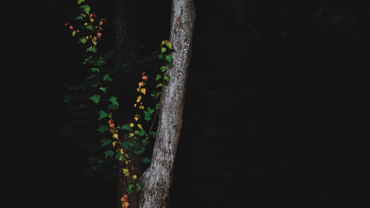 Tree, Green, Branch, Night, Plant. Wallpaper in 1280x720 Resolution