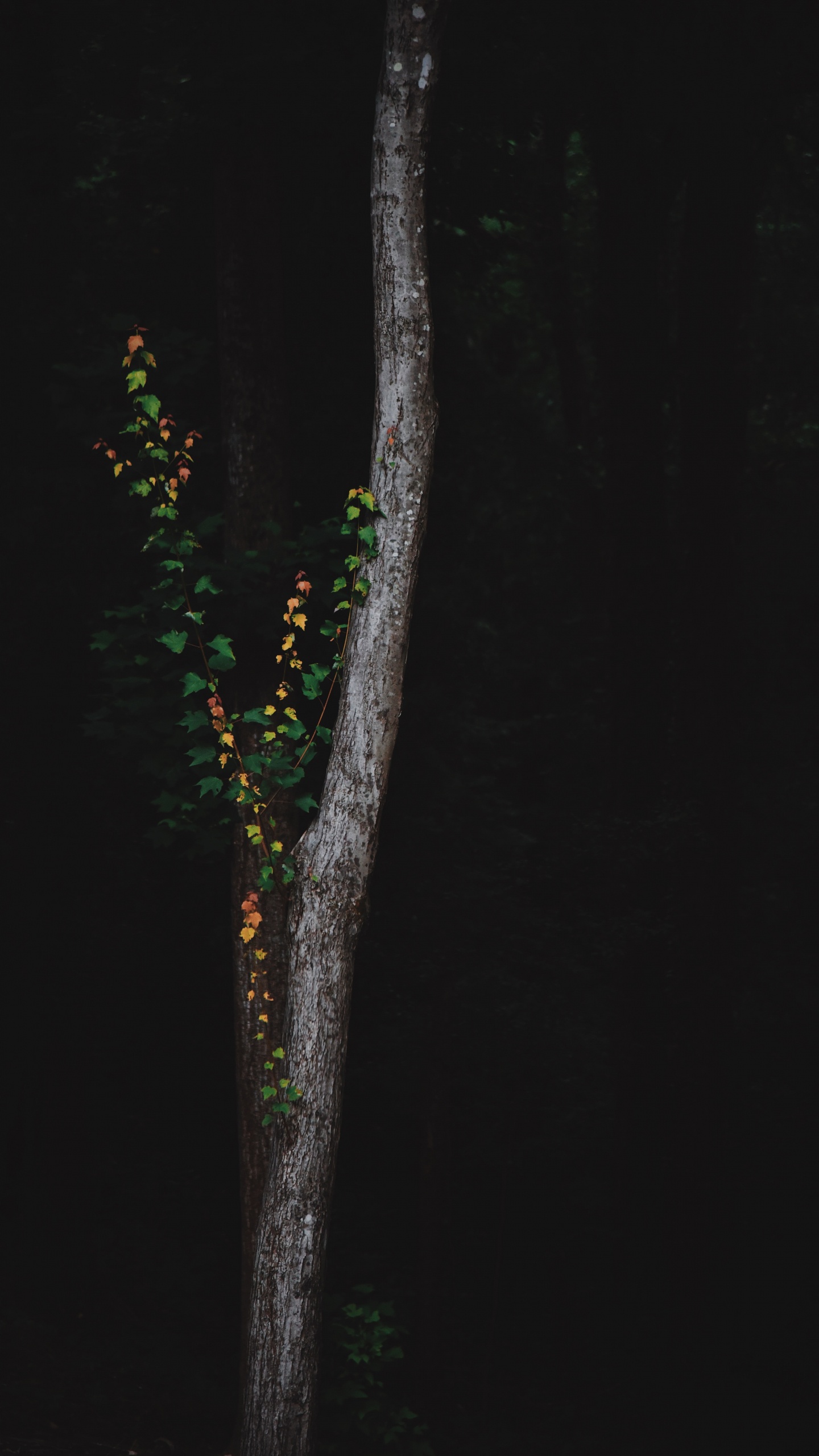 Tree, Green, Branch, Night, Plant. Wallpaper in 1440x2560 Resolution