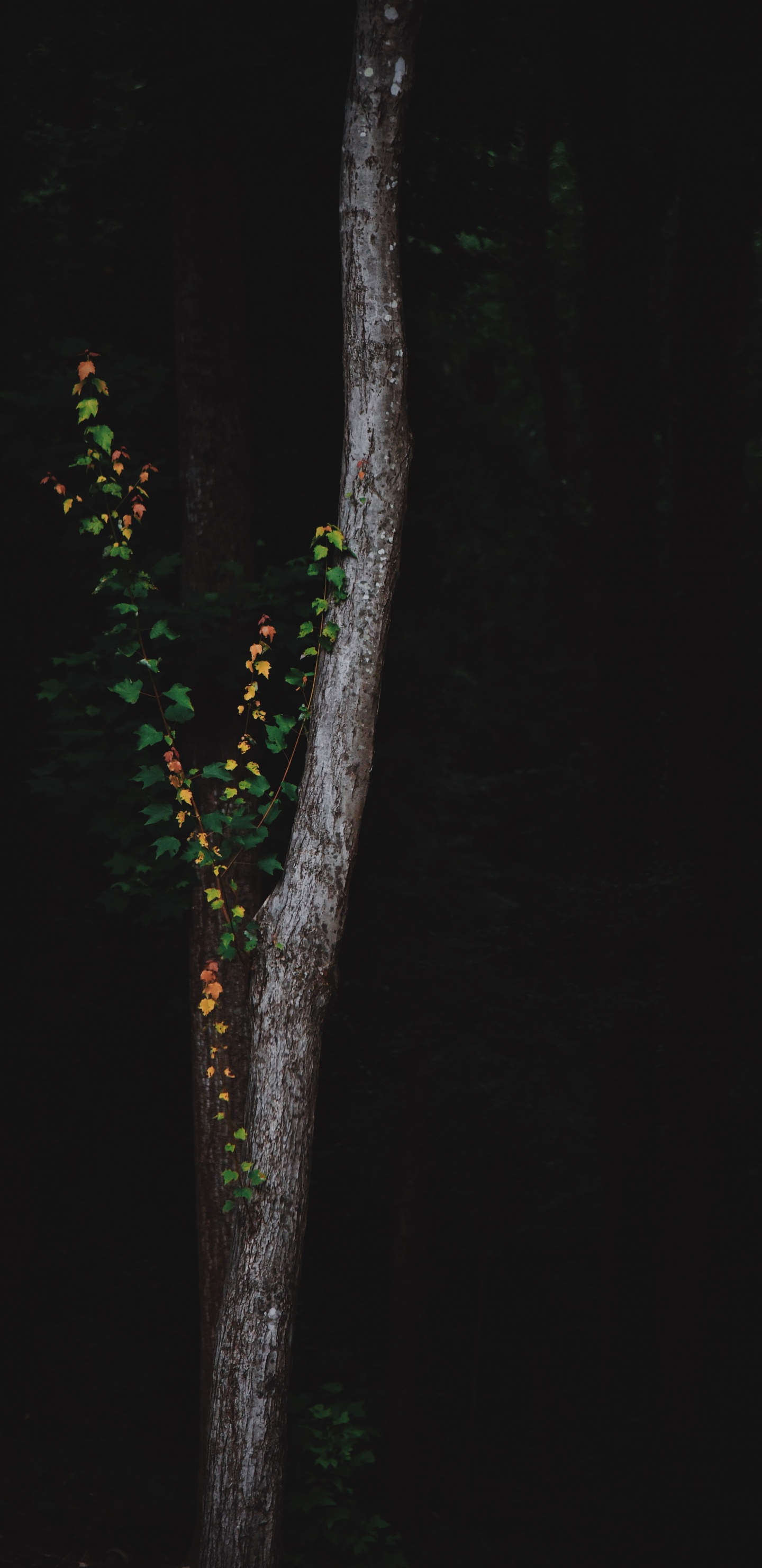 Tree, Green, Branch, Night, Plant. Wallpaper in 1440x2960 Resolution