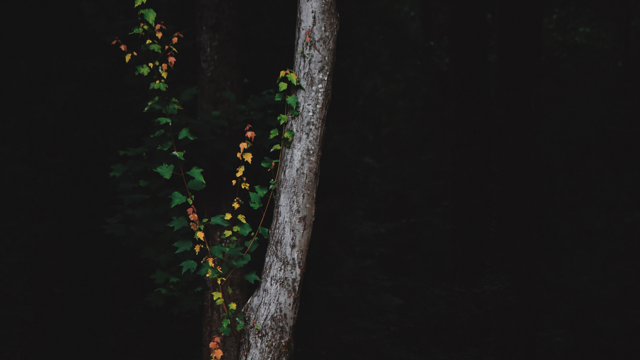 Tree, Green, Branch, Night, Plant. Wallpaper in 2560x1440 Resolution