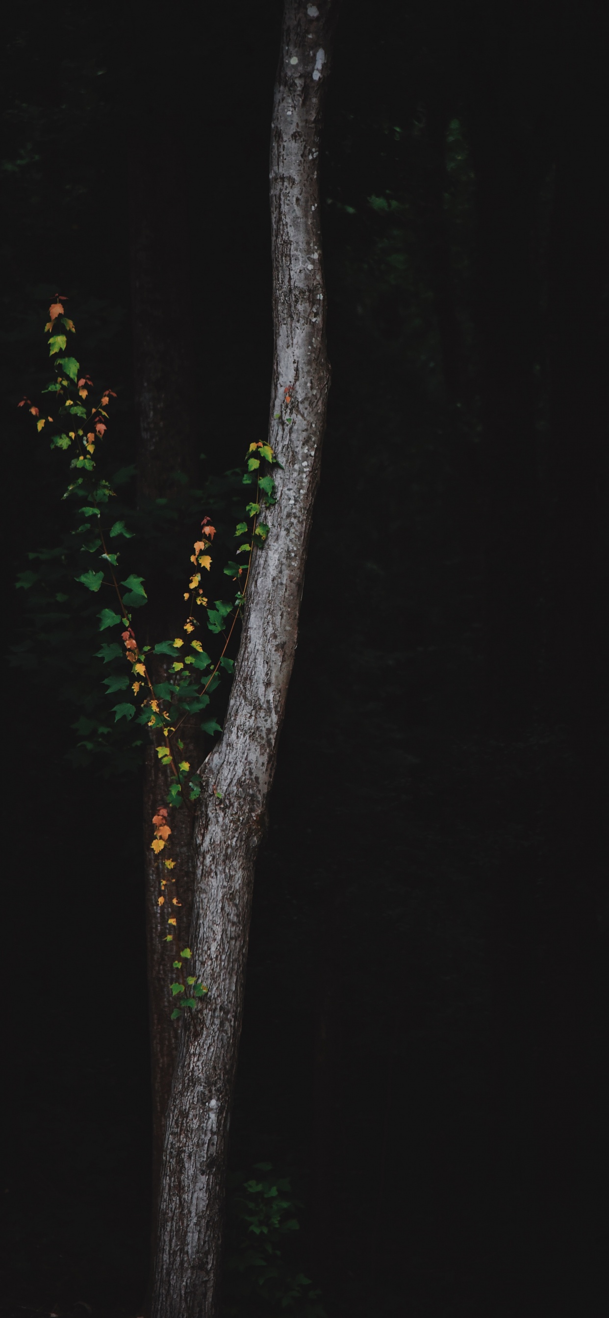 Verde, Sucursal, Tallo de la Planta, Planta Leñosa, Ramita. Wallpaper in 1242x2688 Resolution