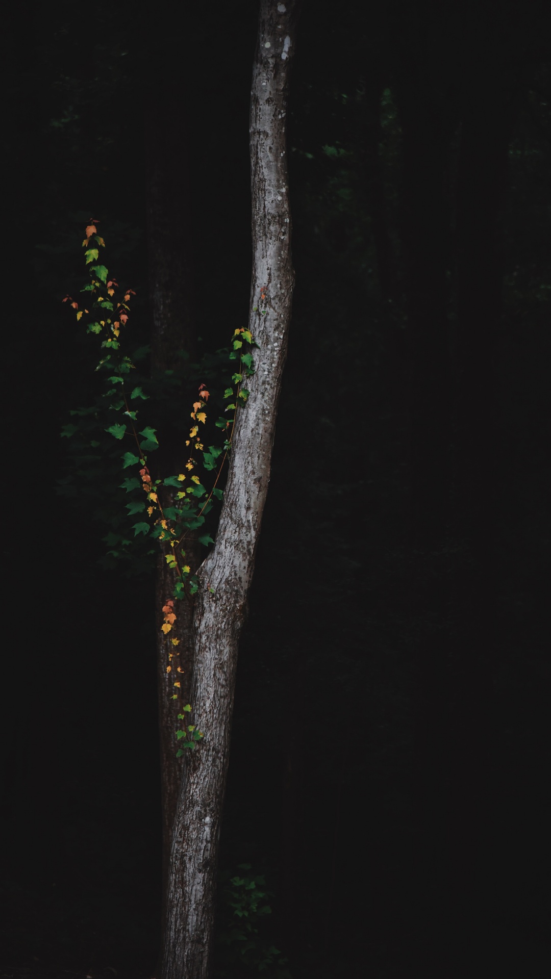 Baum, Gr, Branch, Nacht, Pflanzen-Stammzellen. Wallpaper in 1080x1920 Resolution