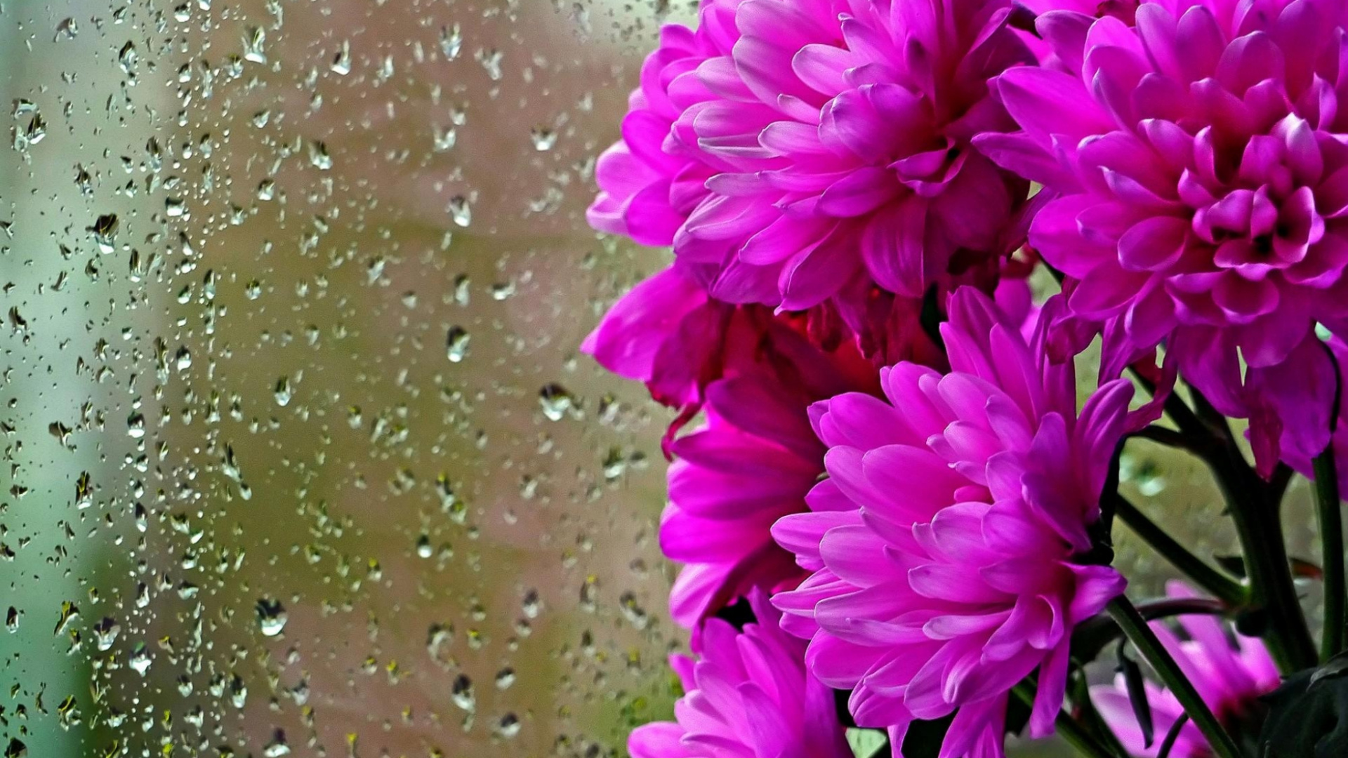 Fleurs Roses Avec Des Gouttelettes D'eau. Wallpaper in 1920x1080 Resolution