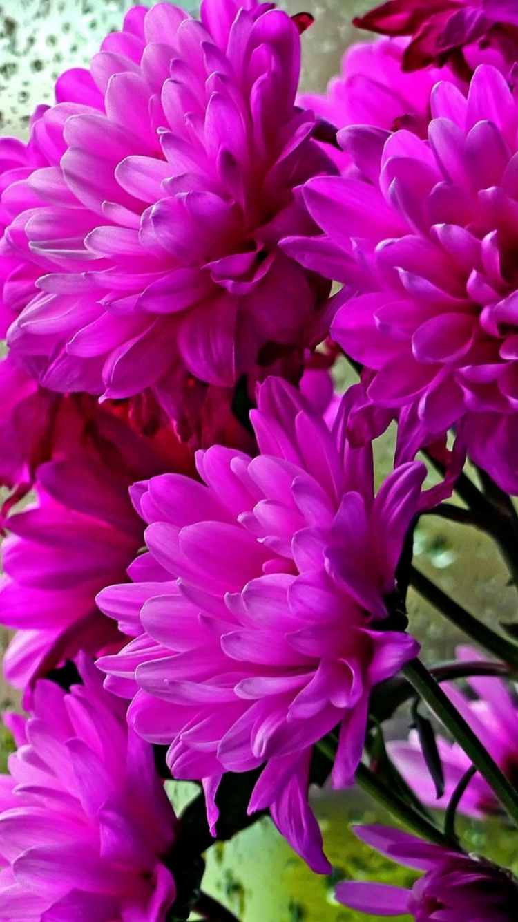 Fleurs Roses Avec Des Gouttelettes D'eau. Wallpaper in 750x1334 Resolution