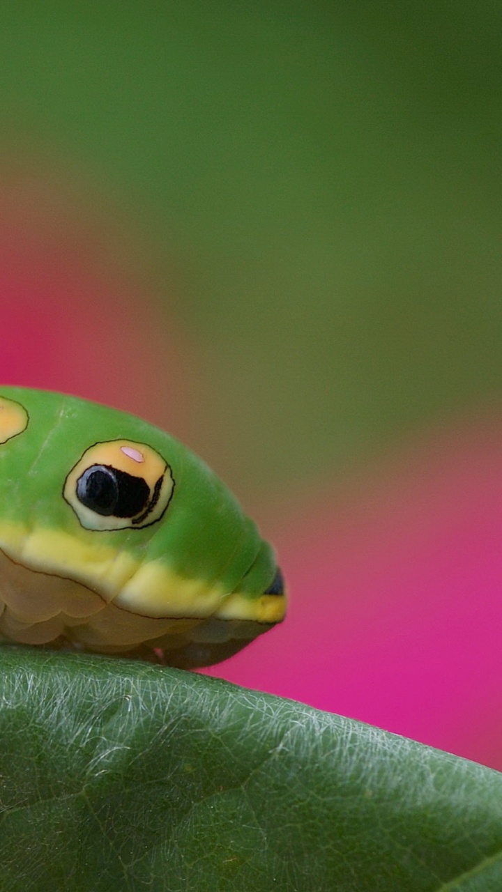 Green and Black Caterpillar on Green Leaf in Close up Photography During Daytime. Wallpaper in 720x1280 Resolution