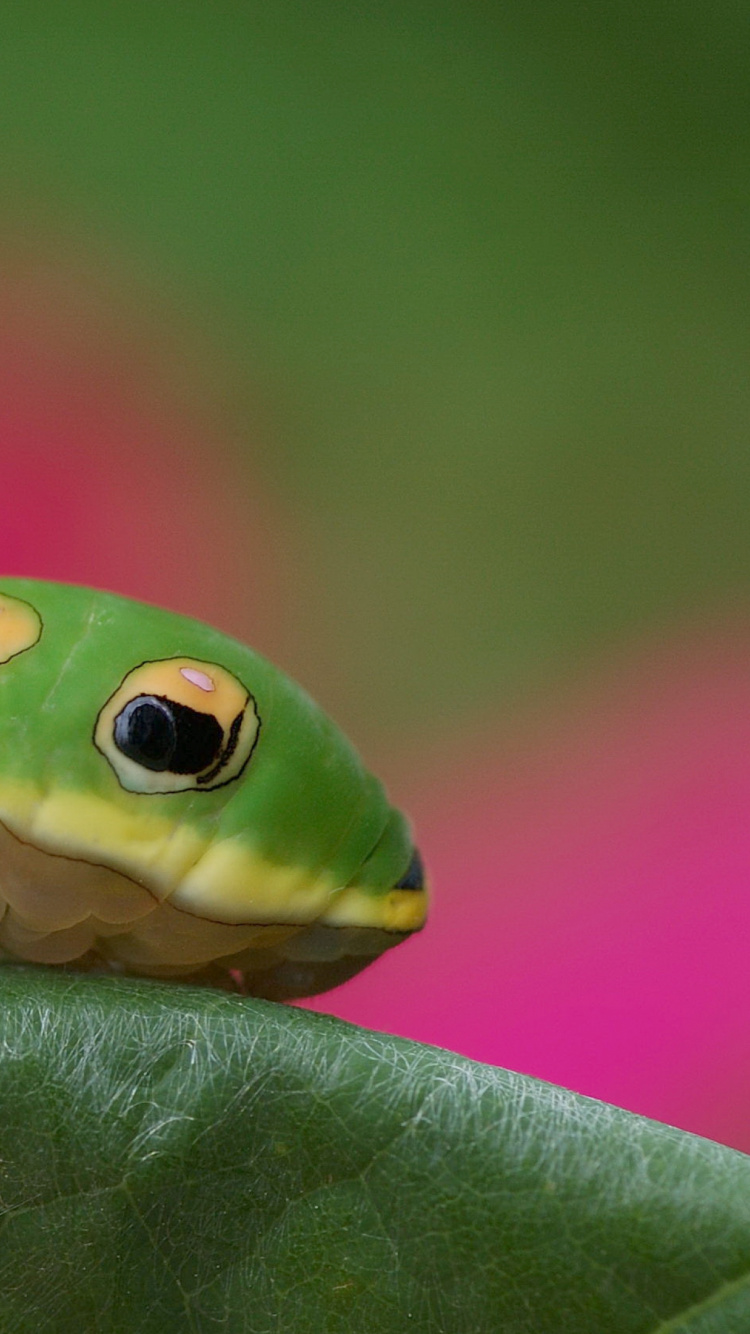 Green and Black Caterpillar on Green Leaf in Close up Photography During Daytime. Wallpaper in 750x1334 Resolution