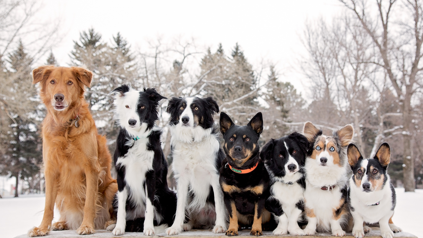 Border Collie Blanco y Negro y Perro Mediano de Abrigo Corto Marrón y Blanco en Cubierto de Nieve. Wallpaper in 1366x768 Resolution