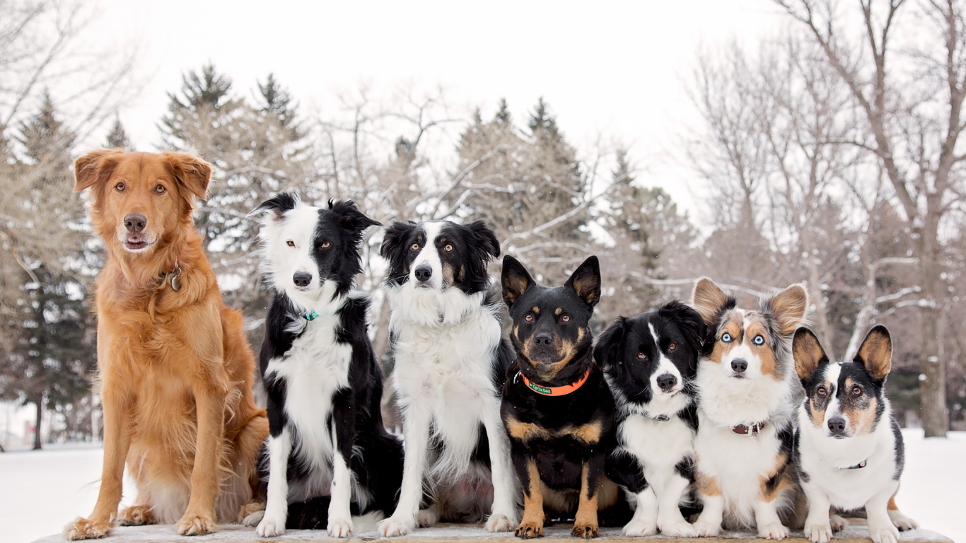 Black and White Border Collie and Brown and White Short Coat Medium Dog on Snow Covered. Wallpaper in 1366x768 Resolution