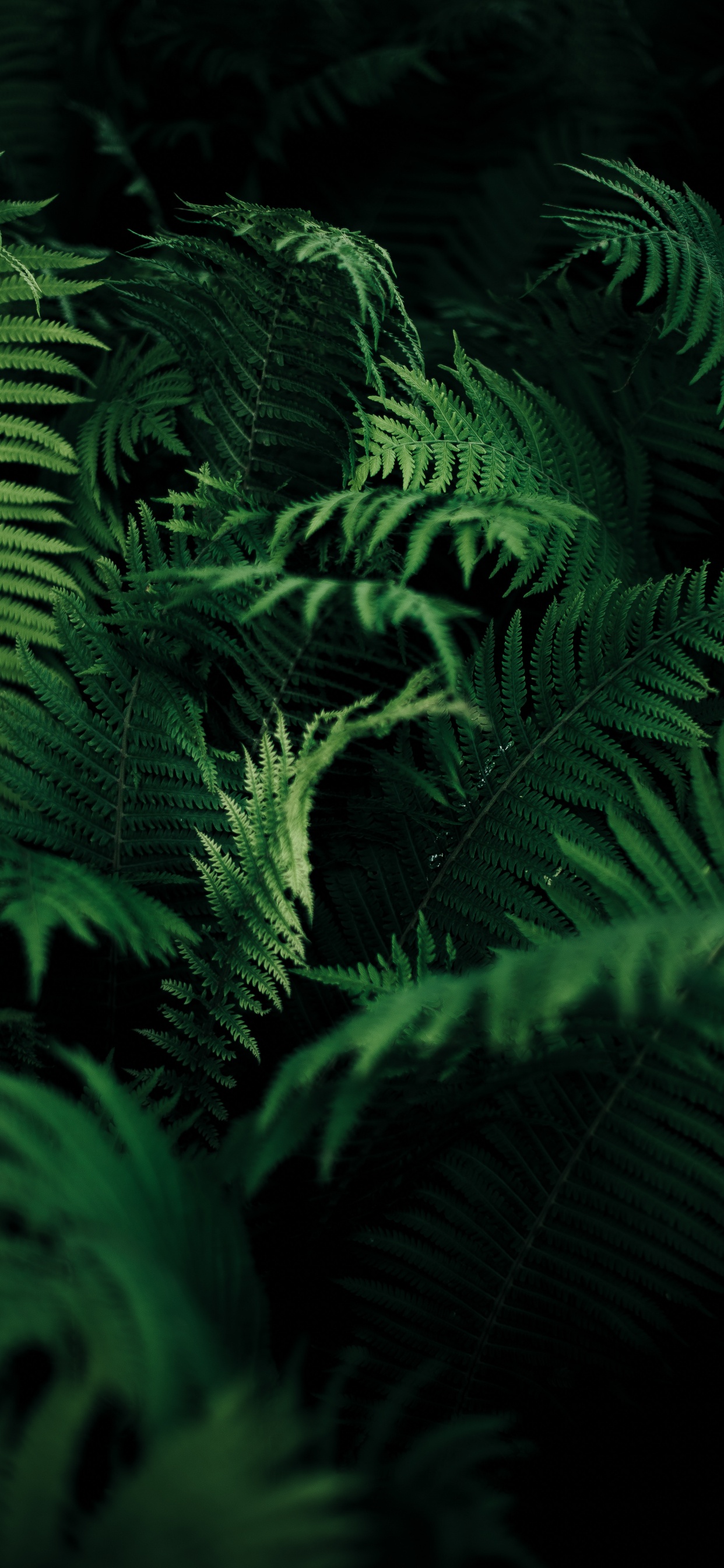 Helecho, Avestruz Fern, Los Helechos y Las Colas de Caballo, la Vegetación, Planta Terrestre. Wallpaper in 1242x2688 Resolution