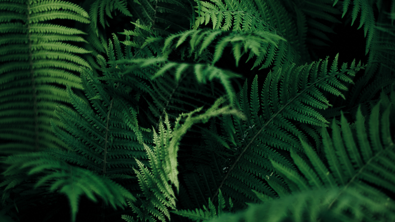 Fern, Ostrich Fern, Leaf, Ferns and Horsetails, Vegetation. Wallpaper in 1366x768 Resolution
