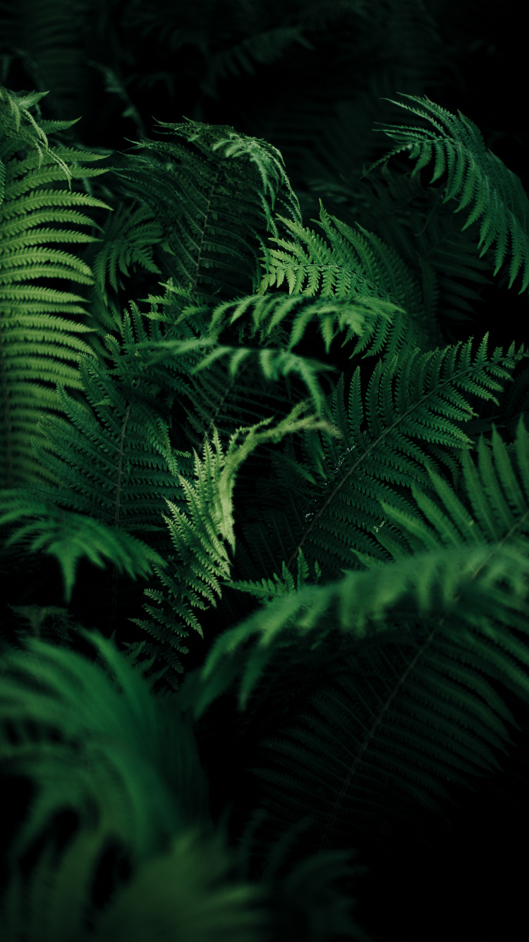 Fern, Ostrich Fern, Leaf, Ferns and Horsetails, Vegetation. Wallpaper in 750x1334 Resolution