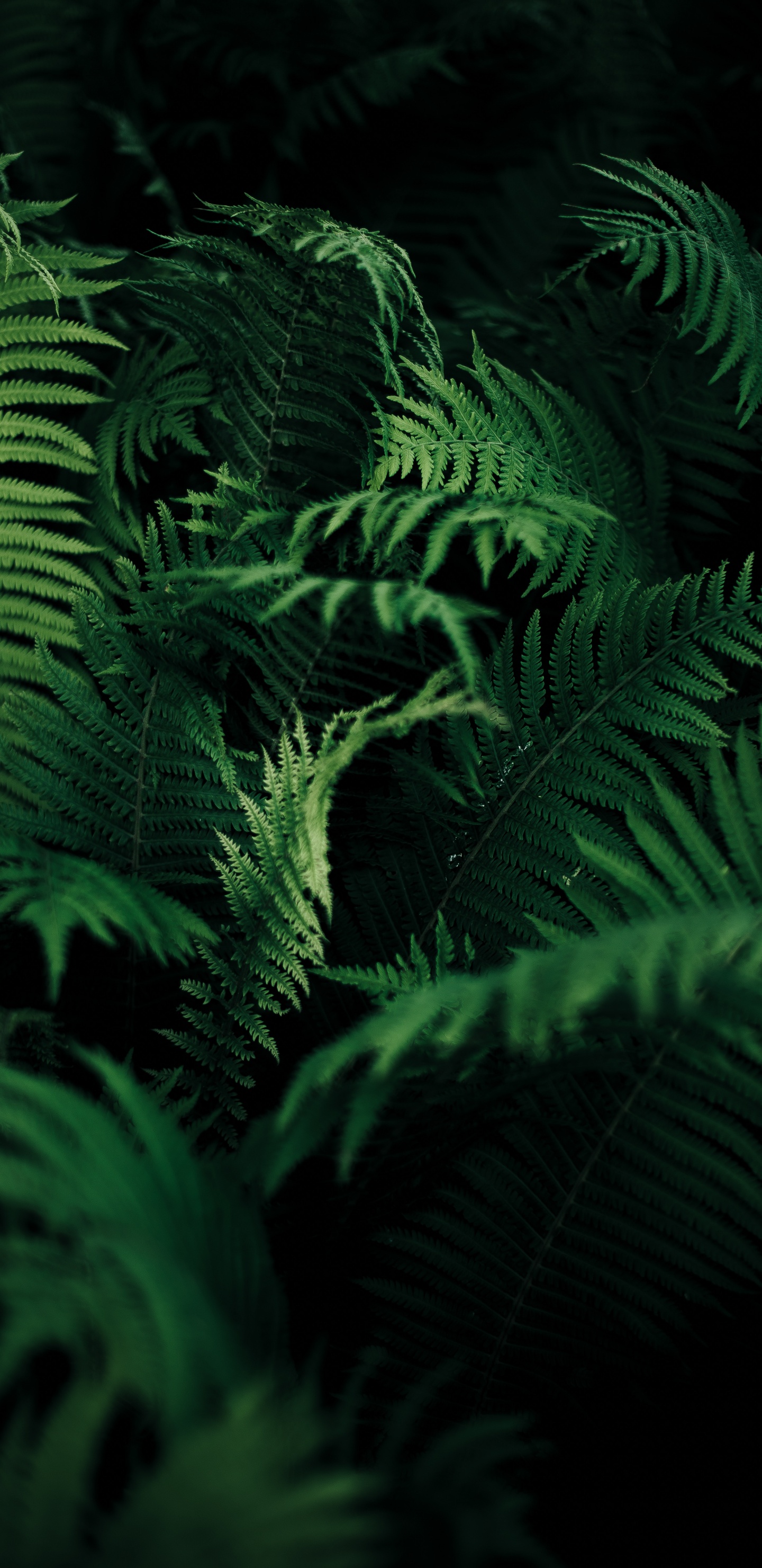 Farn, Ostrich Fern, Blatt, Farne Und Schachtelhalme, Vegetation. Wallpaper in 1440x2960 Resolution