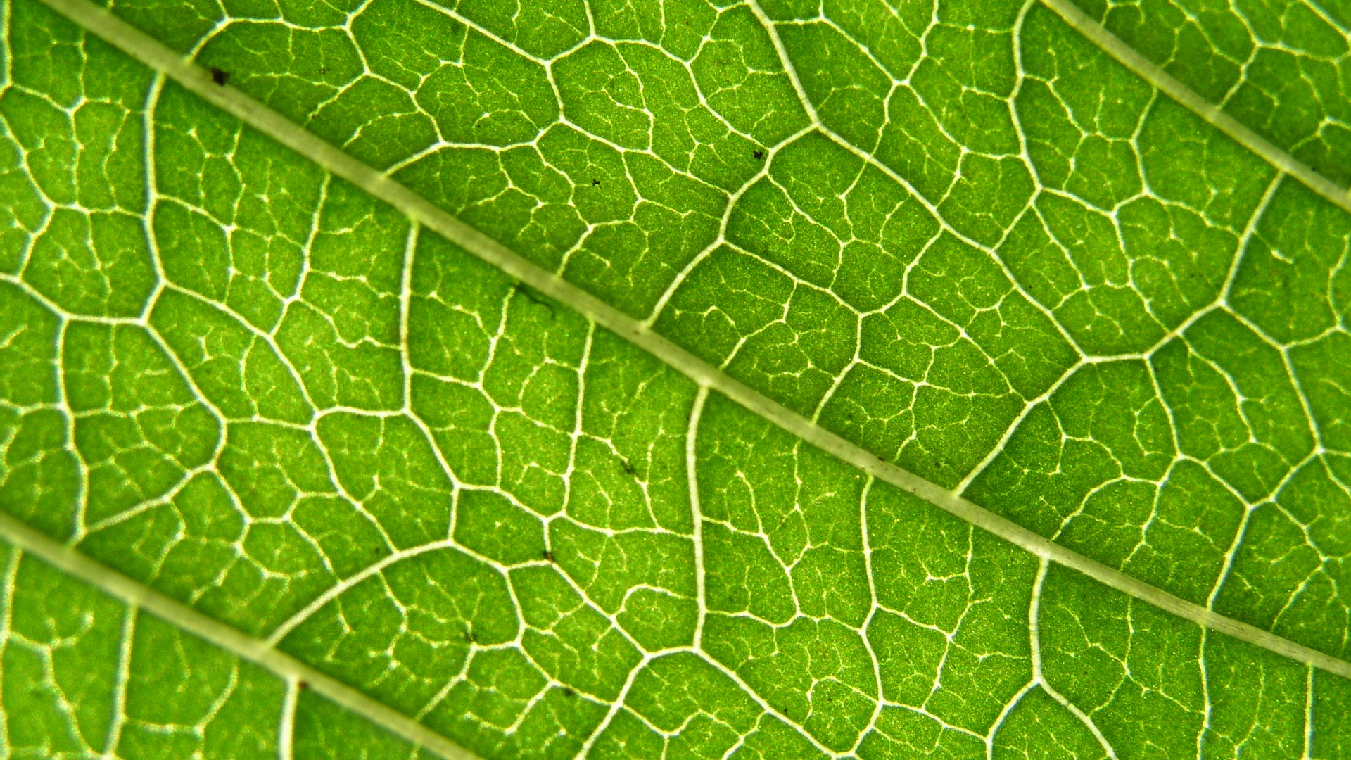 绿色的, 植物病理学, 工厂, 草 壁纸 1920x1080 允许