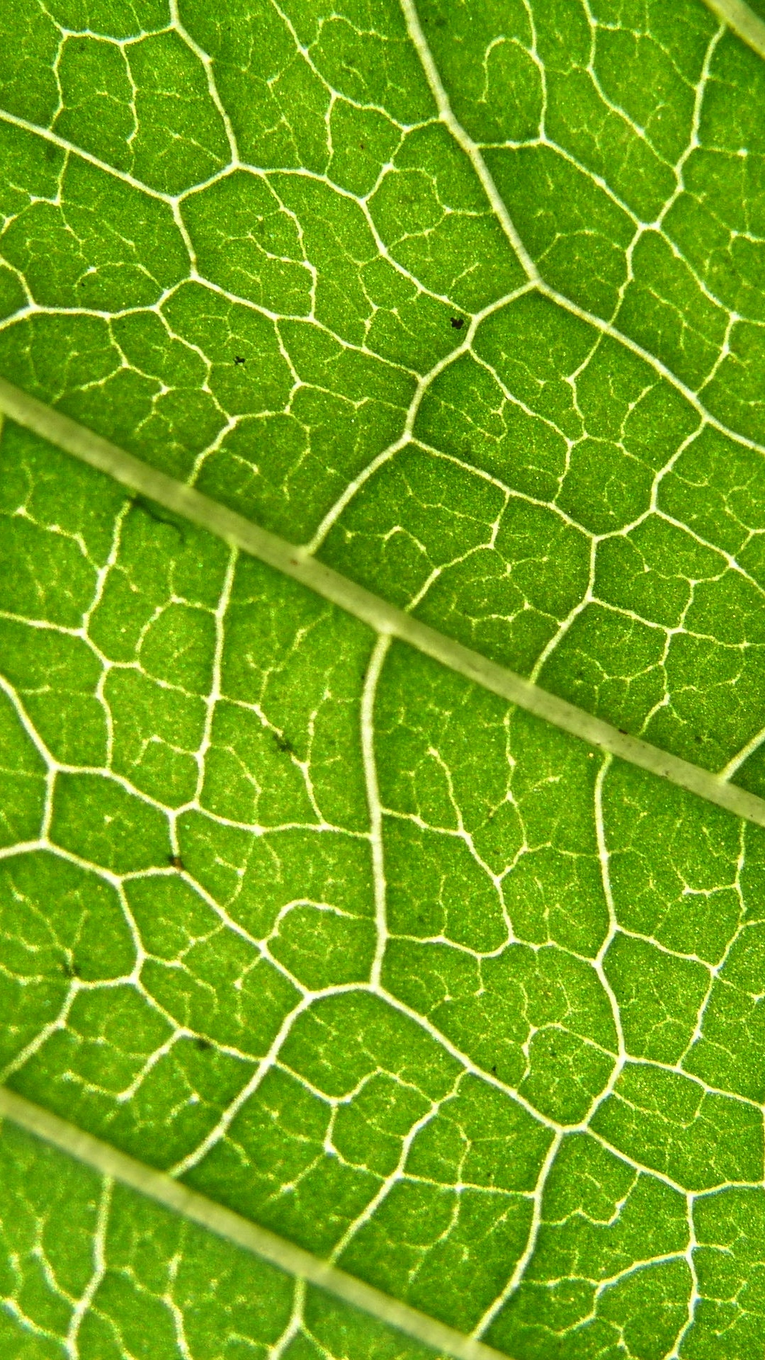 Grünes Blatt in Nahaufnahme. Wallpaper in 1080x1920 Resolution