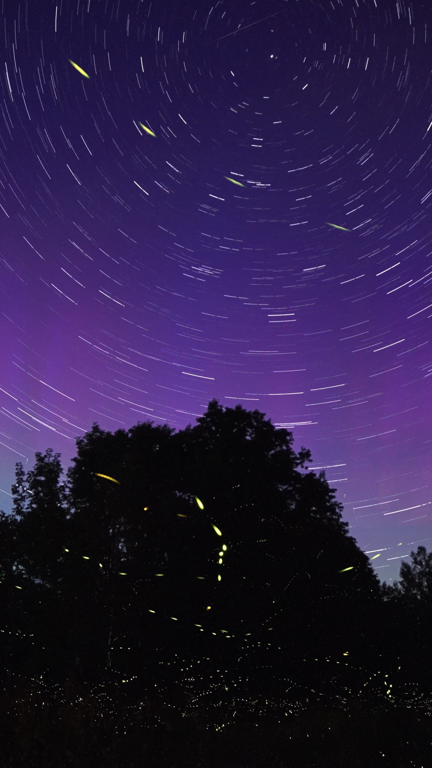 Luciole, Purple, Espace, Violette, Nature. Wallpaper in 1440x2560 Resolution