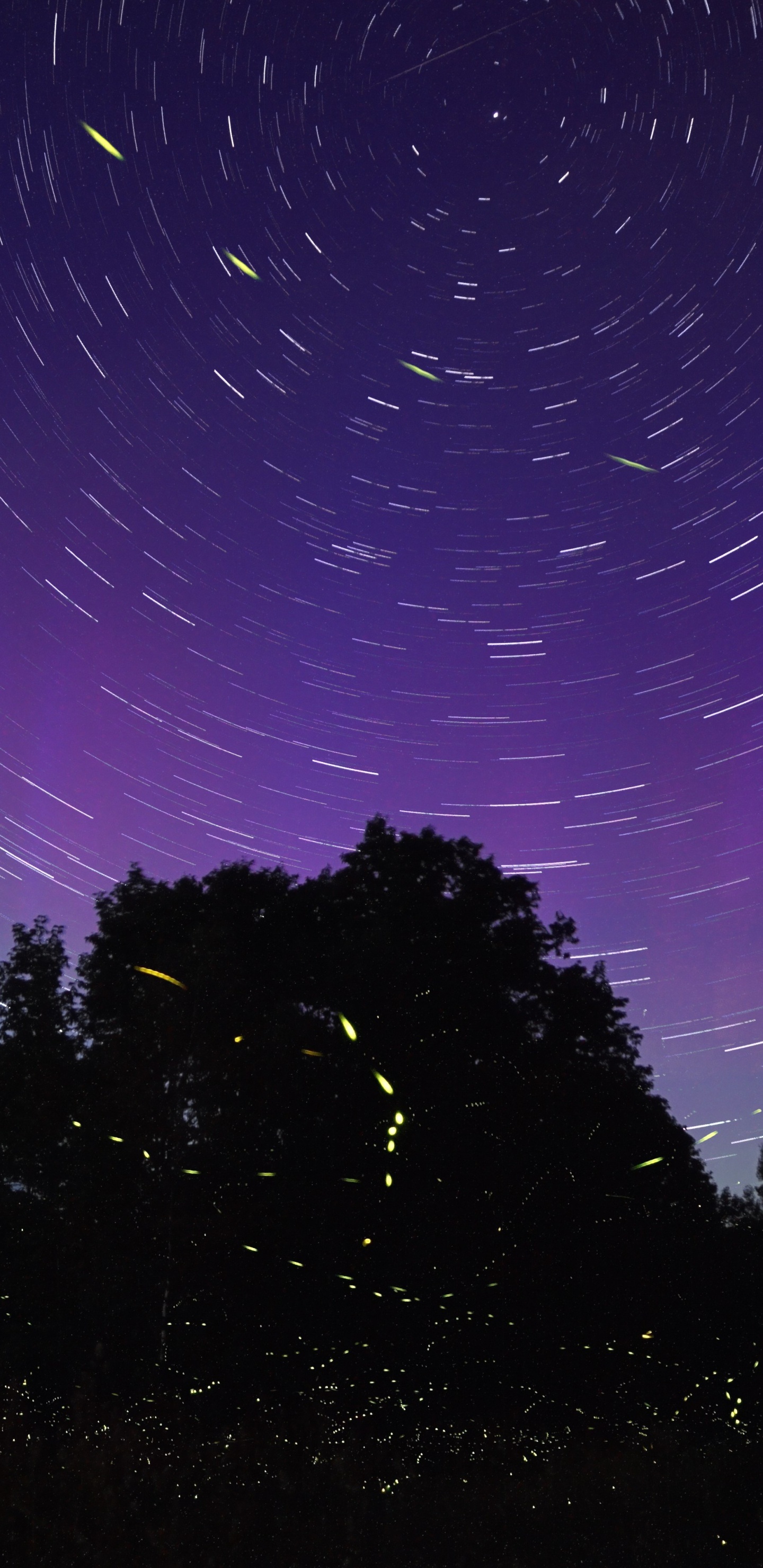 Firefly, Purple, Cloud, Space, Violet. Wallpaper in 1440x2960 Resolution