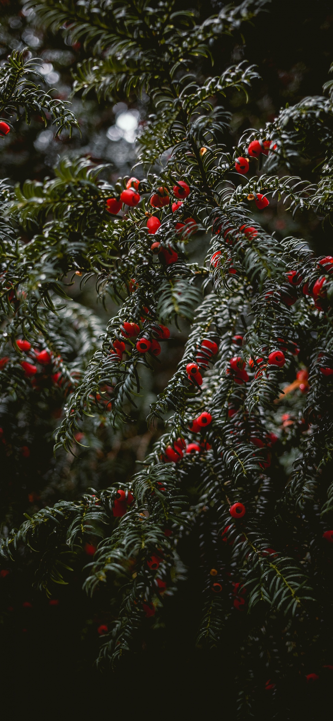 Spruce, Vin Chaud, Arbre de Noël, Botanique, Nature. Wallpaper in 1125x2436 Resolution
