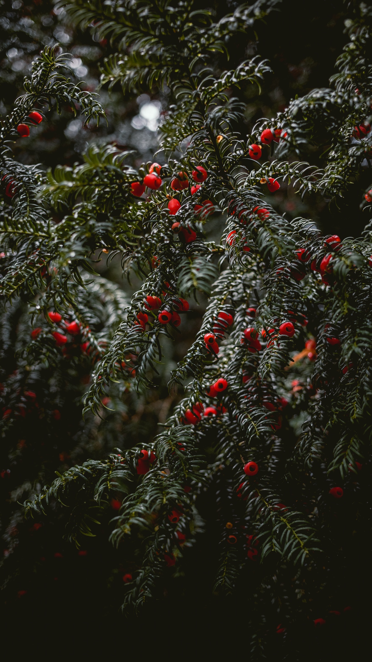 Spruce, Vin Chaud, Arbre de Noël, Botanique, Nature. Wallpaper in 1440x2560 Resolution