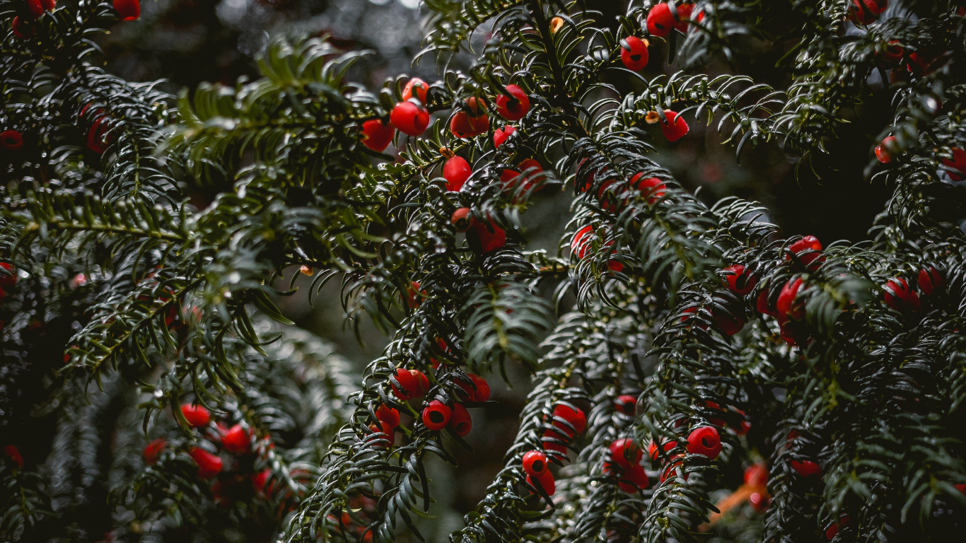 Fichte, Glühwein, Weihnachtsbaum, Botanik, Branch. Wallpaper in 1366x768 Resolution