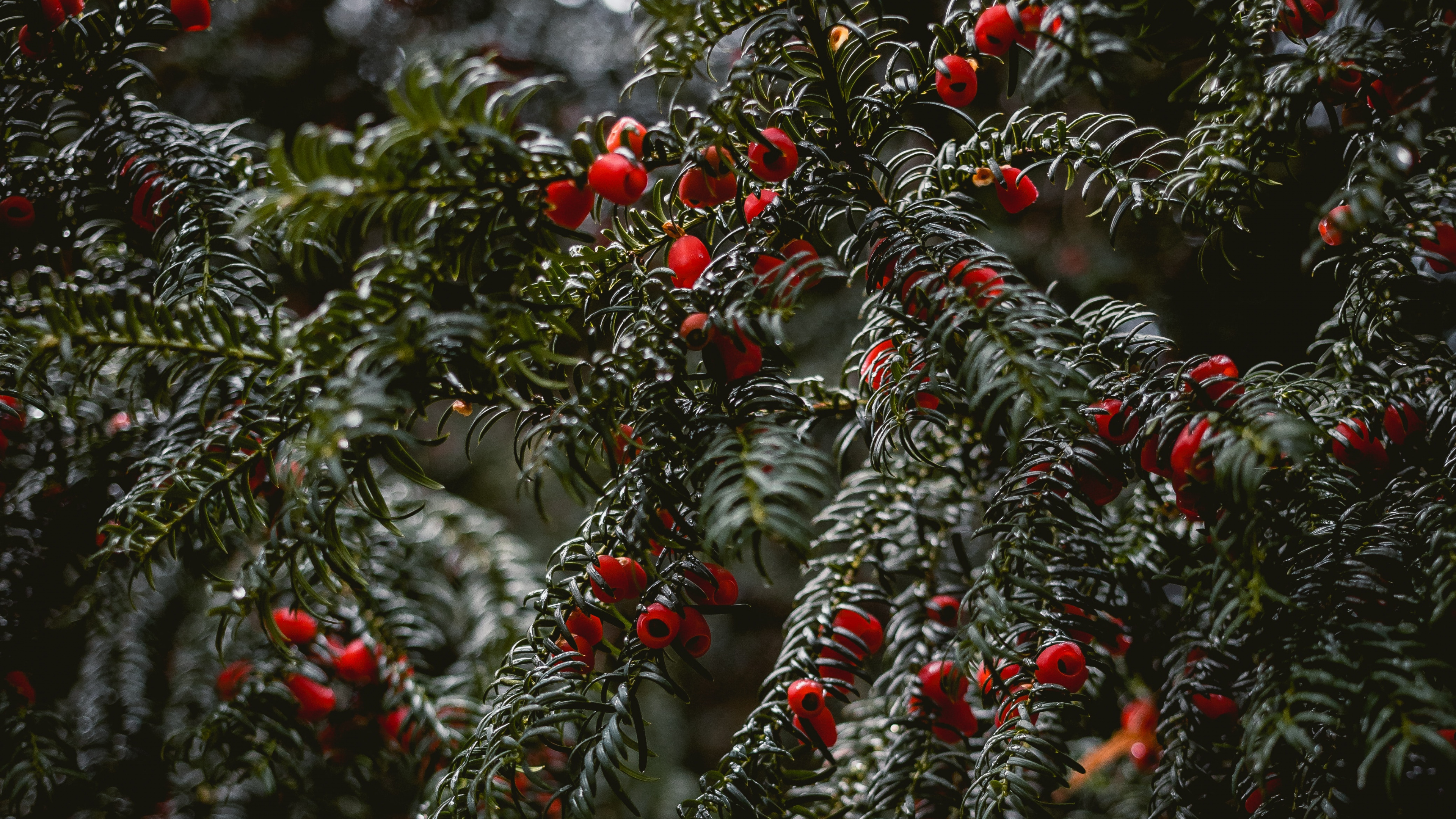 Fichte, Glühwein, Weihnachtsbaum, Botanik, Branch. Wallpaper in 3840x2160 Resolution