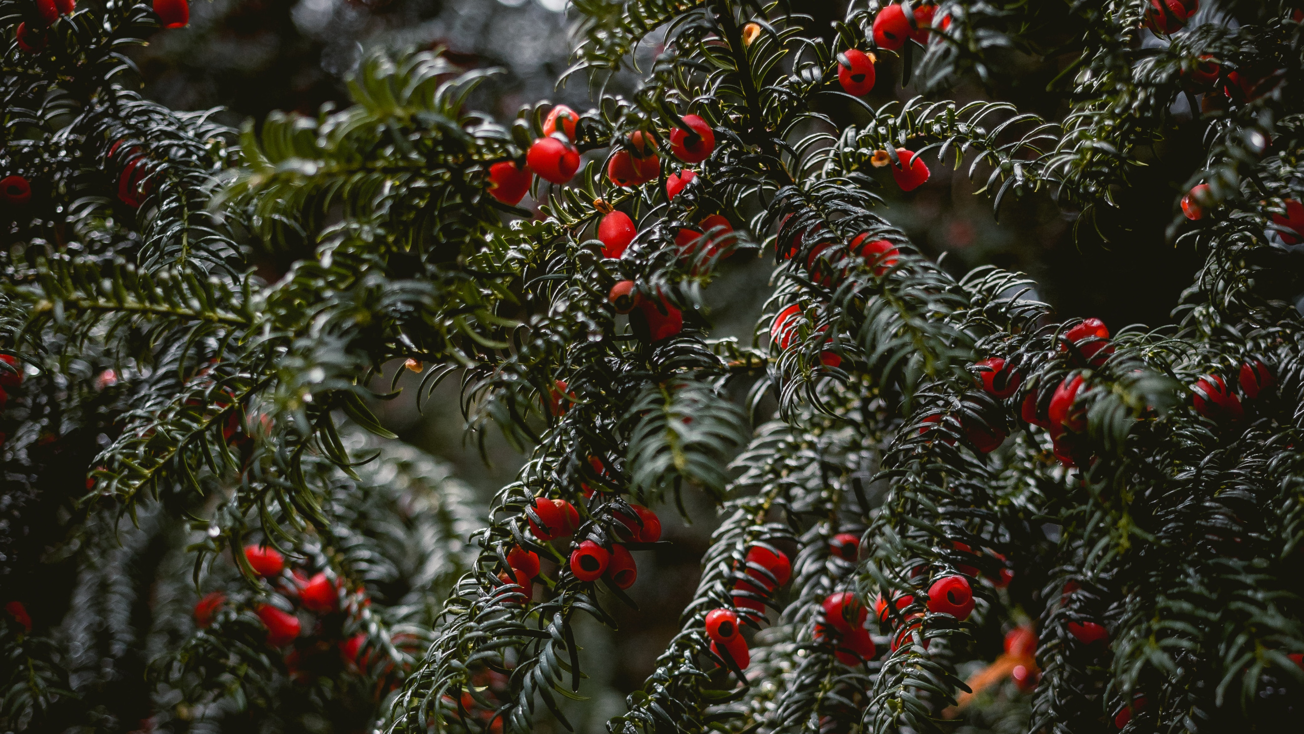 Download 2560x1440 Wallpaper English Yew, Spruce, Mulled Wine, Christmas Tree, Botany English Yew, Spruce, Mulled Wine, Christmas Tree, Botany. Wallpaper in 2560x1440 Resolution