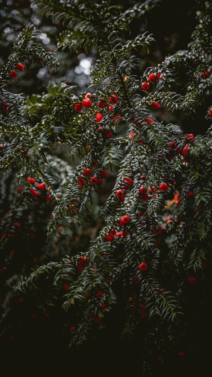 Download 720x1280 Wallpaper English Yew, Spruce, Mulled Wine, Christmas Tree, Botany English Yew, Spruce, Mulled Wine, Christmas Tree, Botany. Wallpaper in 720x1280 Resolution