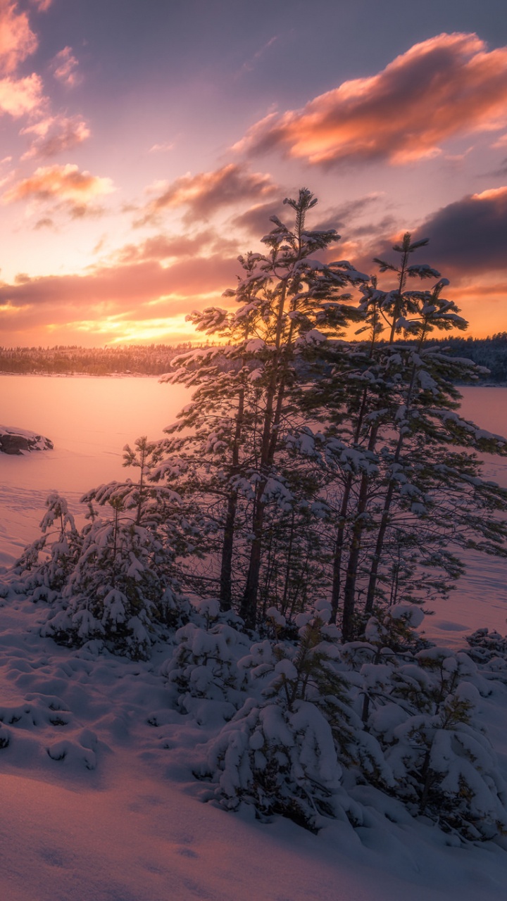 Champ Couvert de Neige et Arbres Pendant le Coucher du Soleil. Wallpaper in 720x1280 Resolution