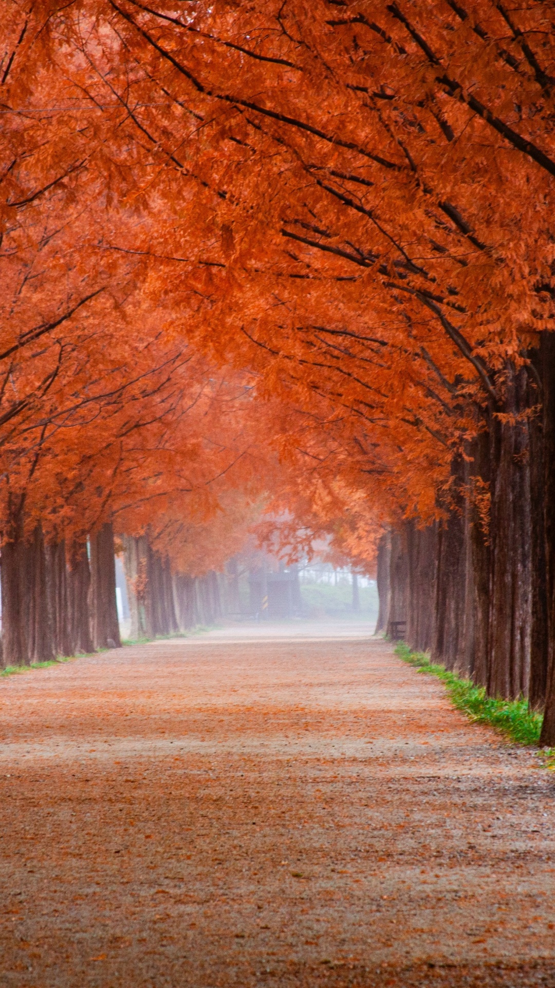 Feuillage D'automne, la Couleur Des Feuilles D'automne, Botanique, Nature, Paysage Naturel. Wallpaper in 1080x1920 Resolution