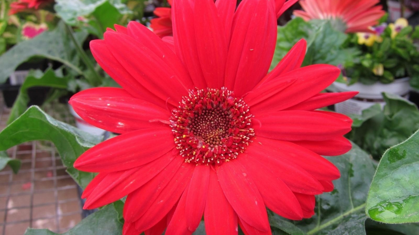 Flor Roja en Macro Shot. Wallpaper in 1366x768 Resolution