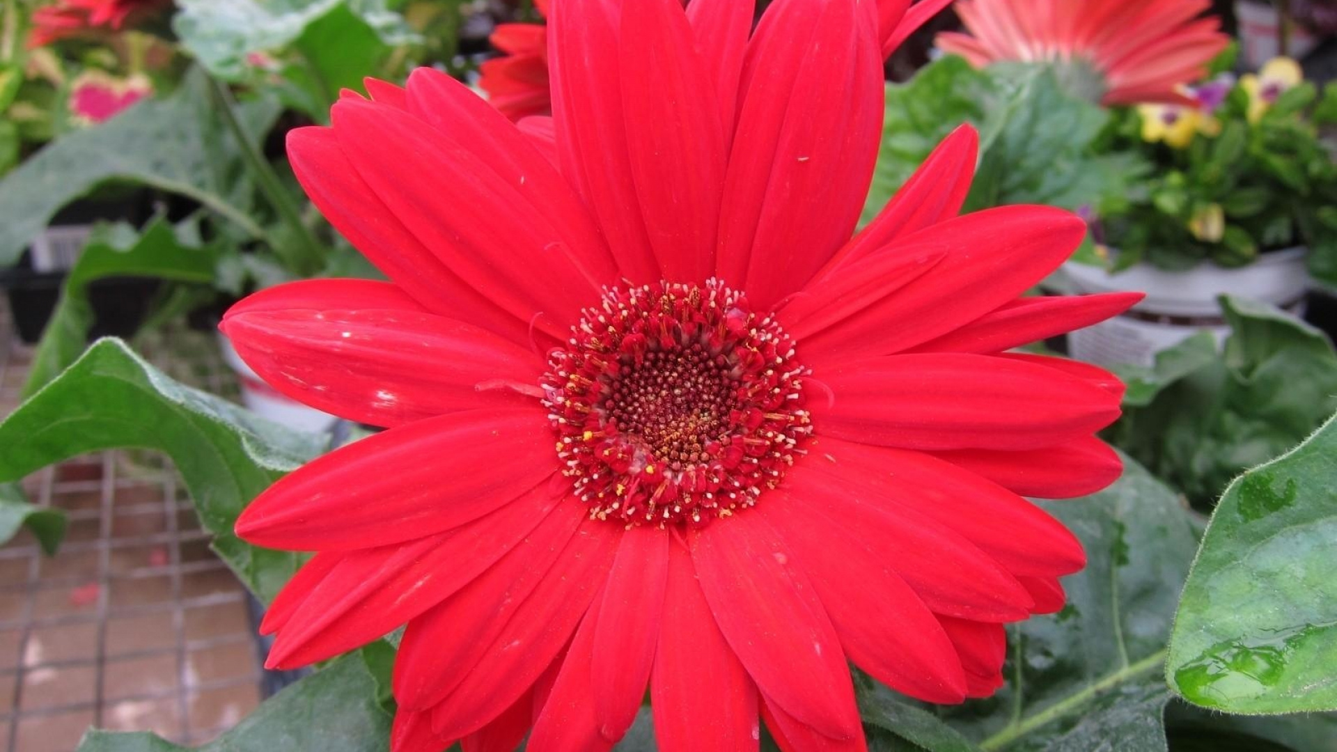 Flor Roja en Macro Shot. Wallpaper in 1920x1080 Resolution