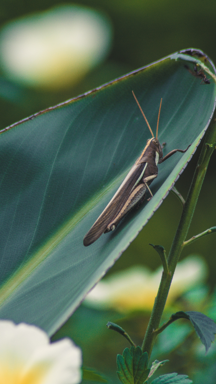 Sauterelle Brune Sur Feuille Verte. Wallpaper in 750x1334 Resolution