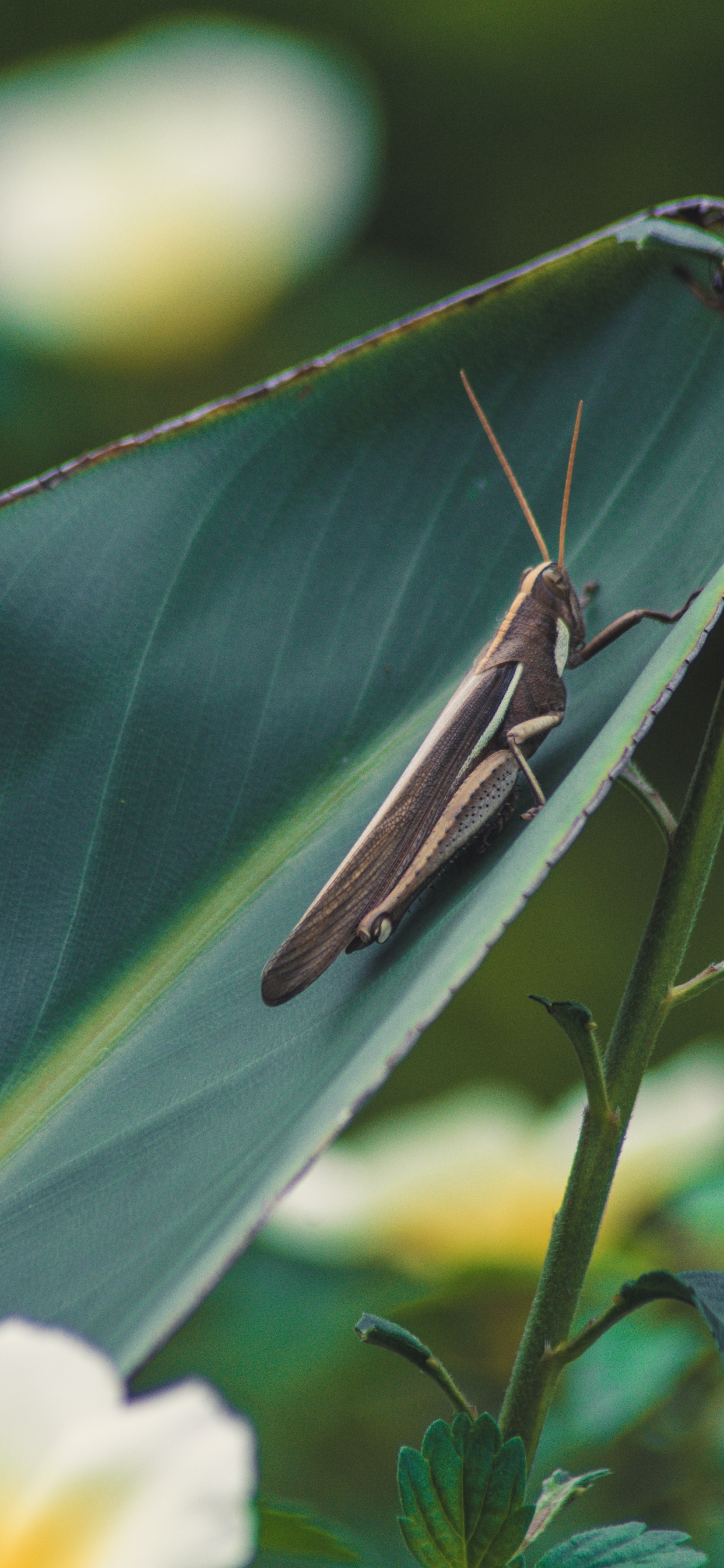 关闭了, 昆虫, 螳螂 壁纸 1242x2688 允许