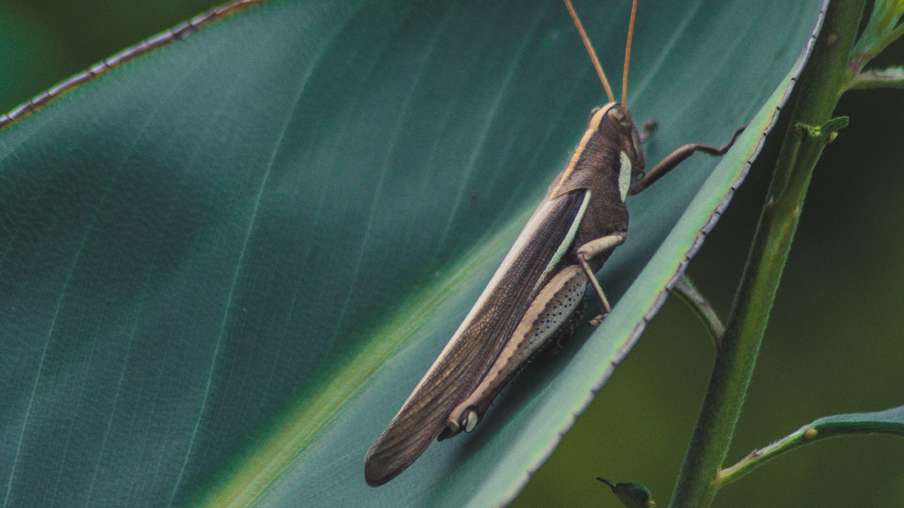 Brown Grasshopper on Green Leaf. Wallpaper in 1280x720 Resolution