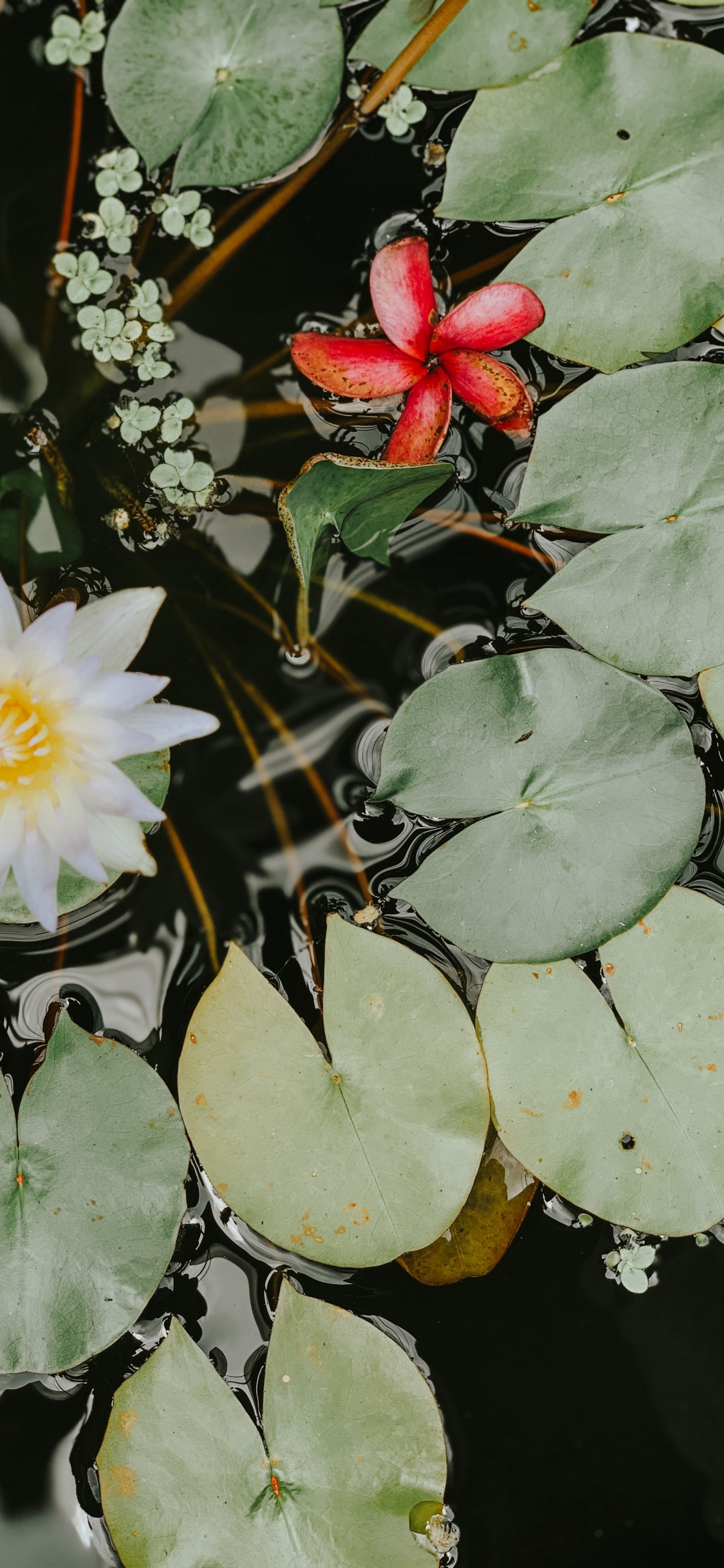 Weiße Lotusblume Auf Wasser. Wallpaper in 1125x2436 Resolution