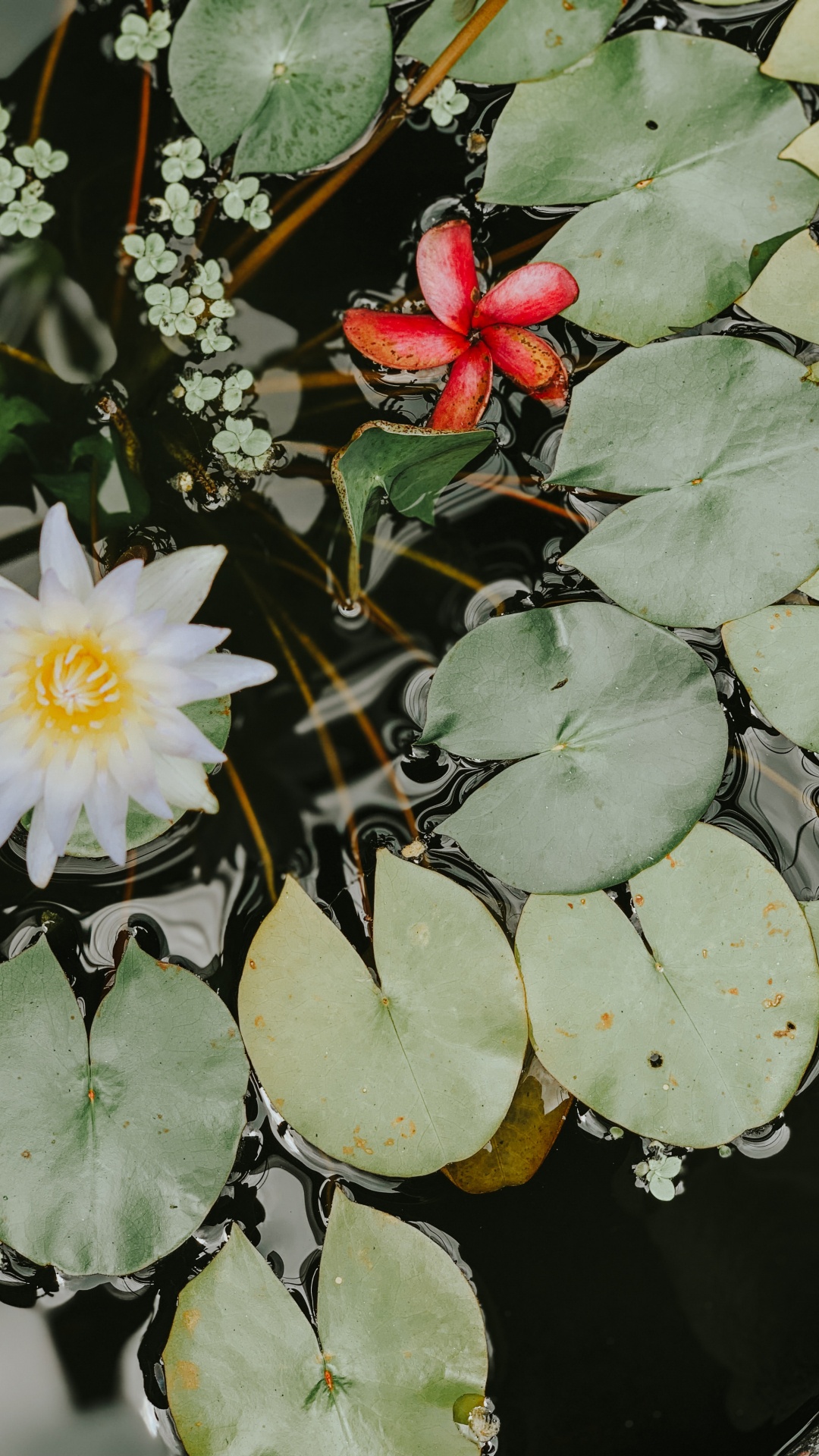 White Lotus Flower on Water. Wallpaper in 1080x1920 Resolution
