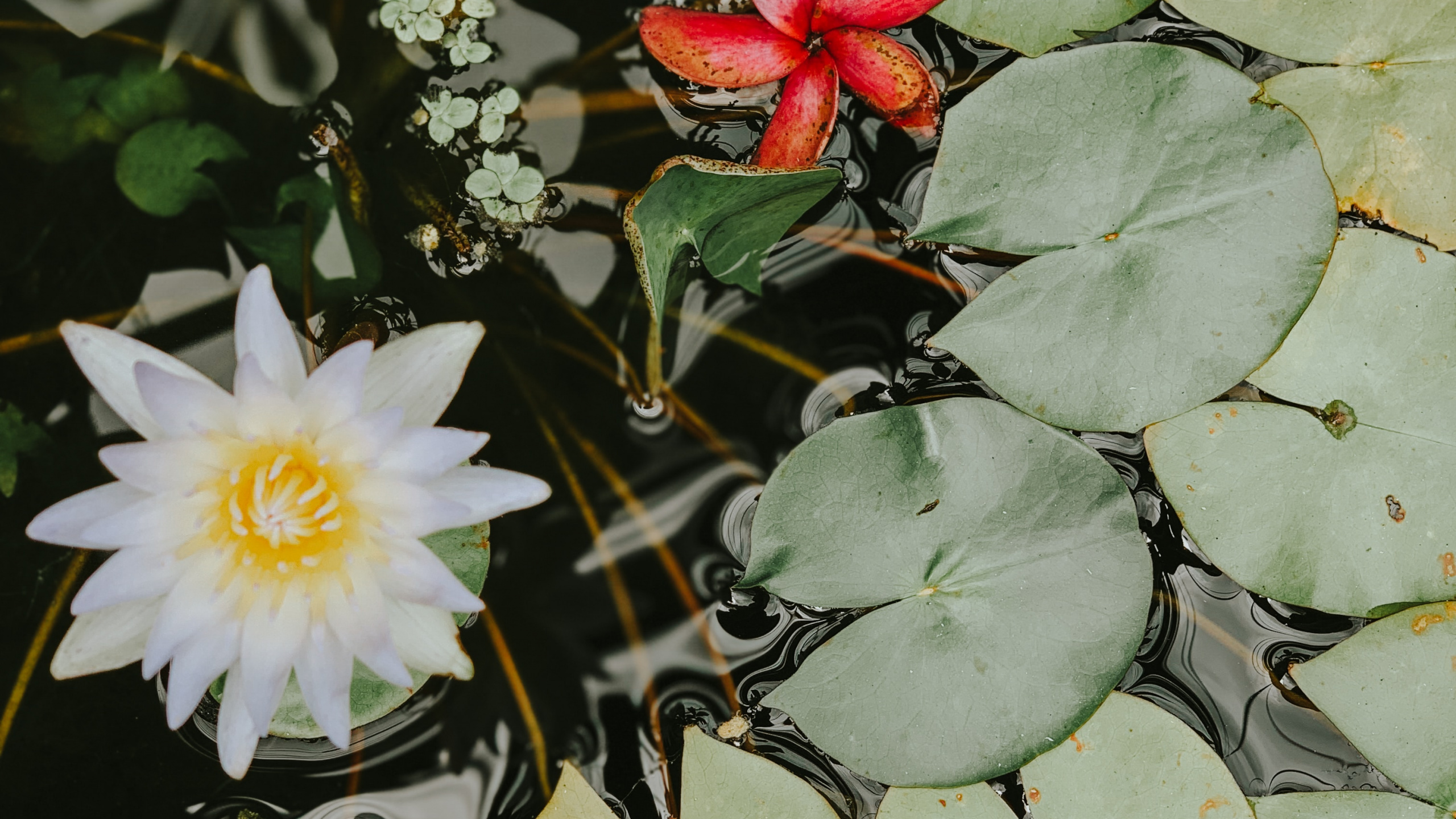 Fleur de Lotus Blanc Sur L'eau. Wallpaper in 2560x1440 Resolution