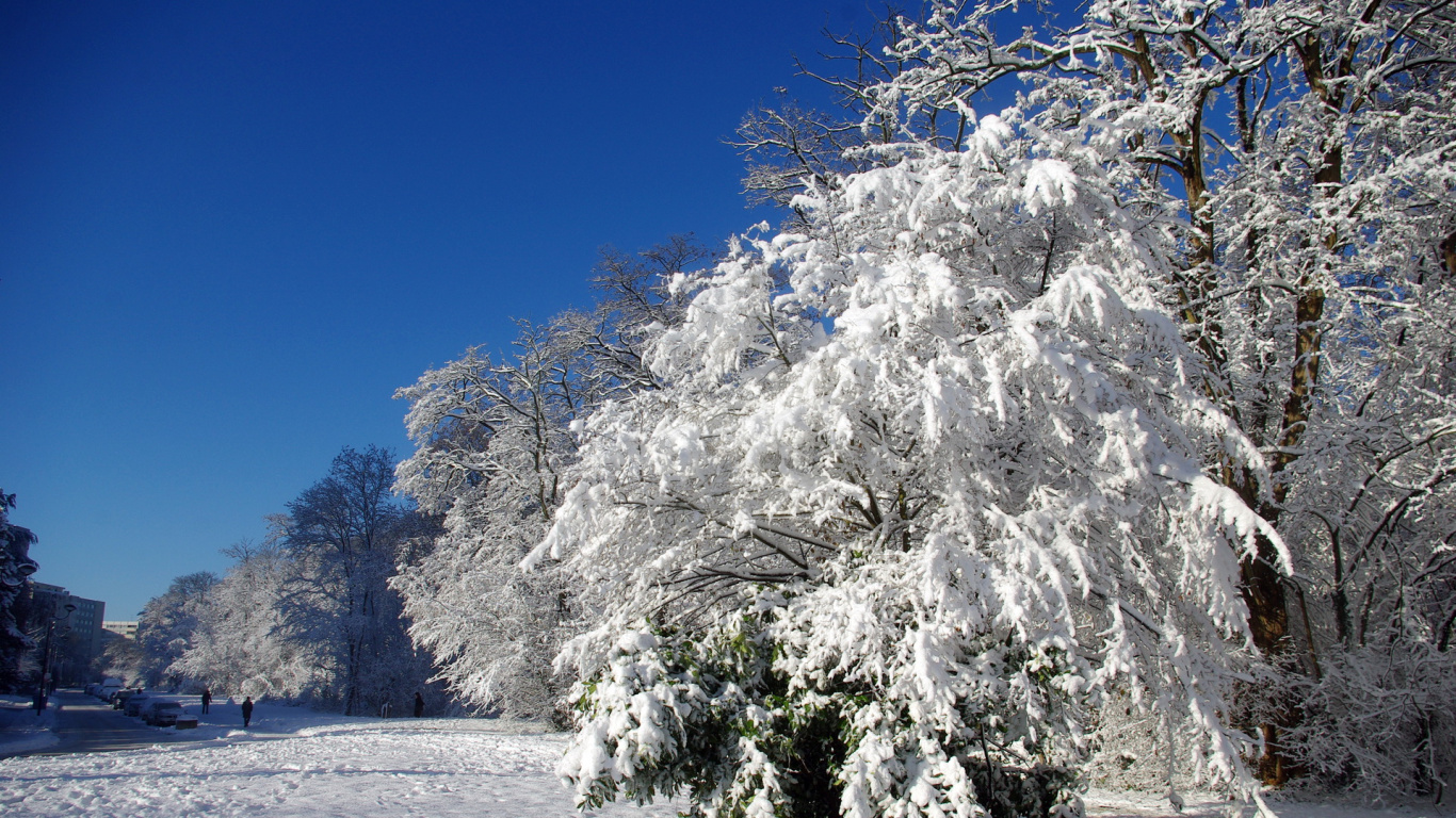 Arbre Blanc et Gris Sur la Plage de Sable Blanc Pendant la Journée. Wallpaper in 1366x768 Resolution