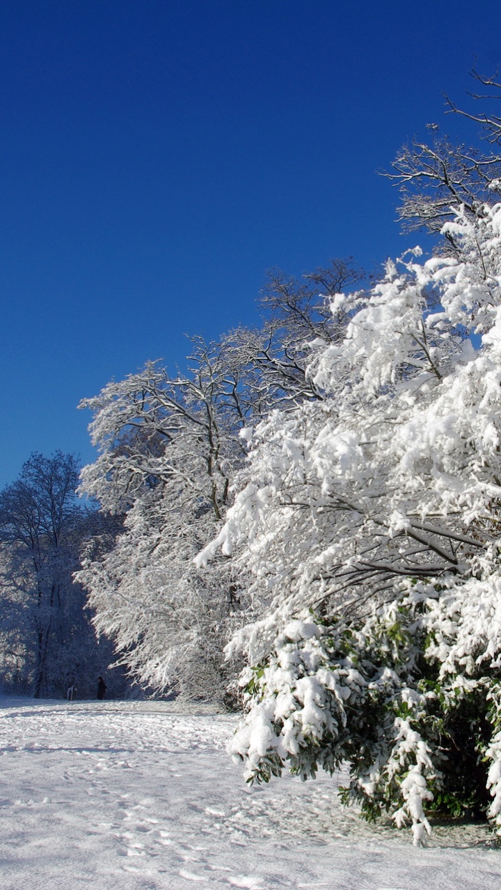 Árbol Blanco y Gris en la Playa de Arena Blanca Durante el Día. Wallpaper in 720x1280 Resolution