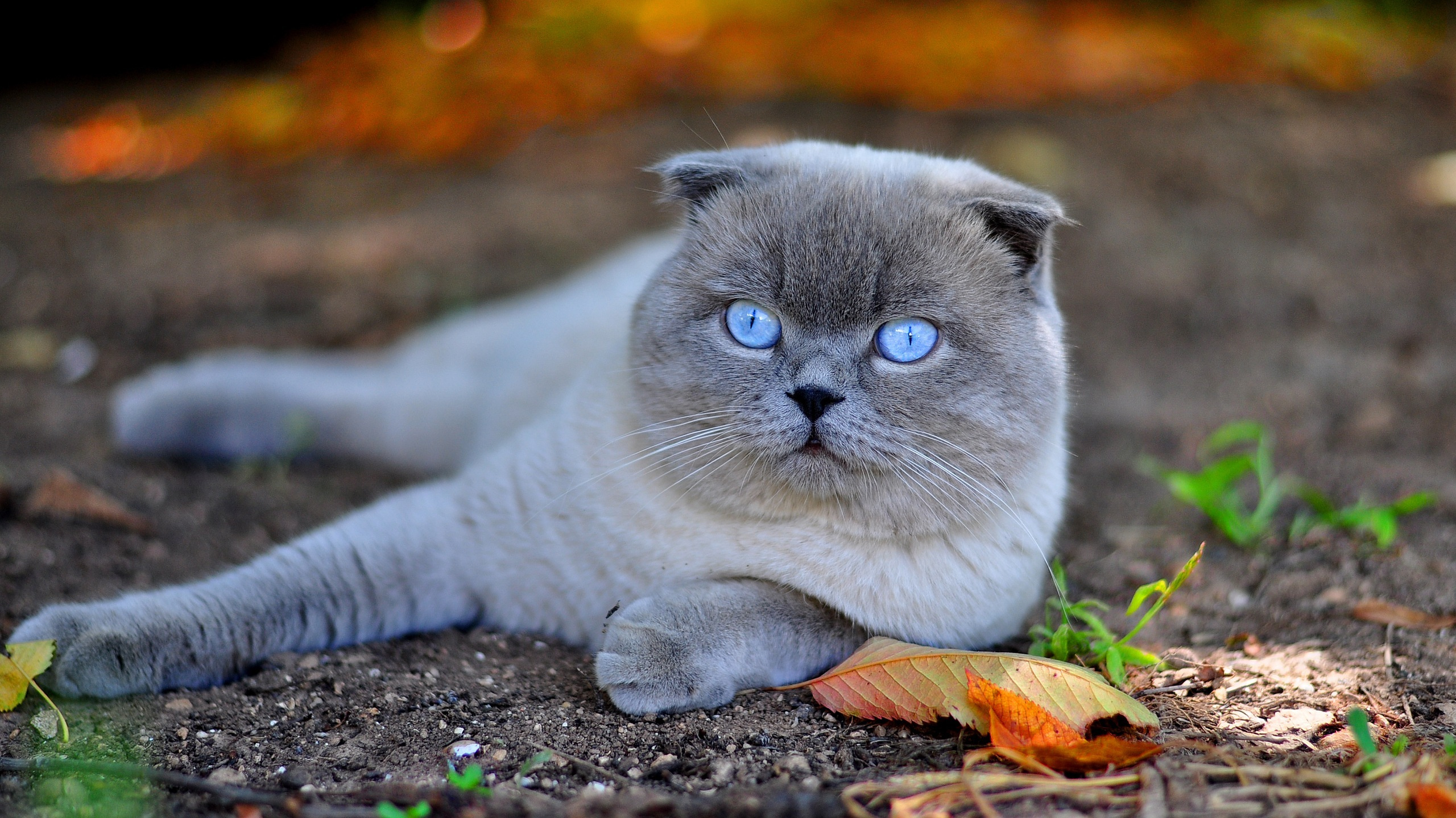 Chat Gris Sur Des Feuilles Séchées Brunes. Wallpaper in 2560x1440 Resolution
