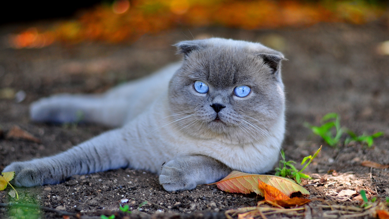 Gato Gris Sobre Hojas Secas Marrones. Wallpaper in 1366x768 Resolution