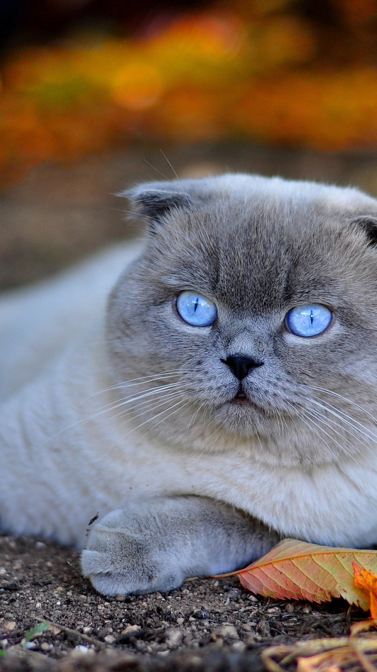 Gato Gris Sobre Hojas Secas Marrones. Wallpaper in 750x1334 Resolution