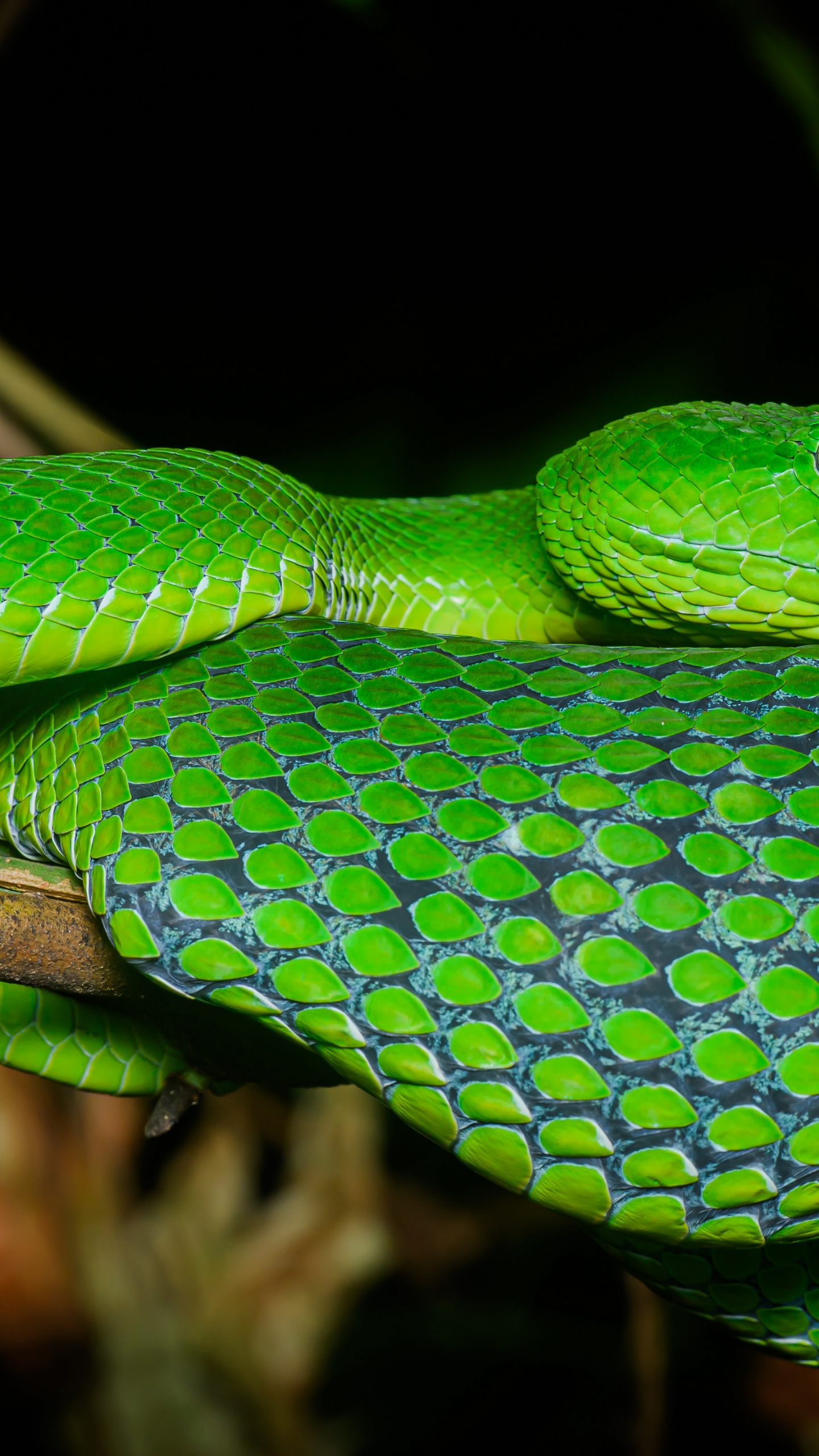 Reptiles, Venomous Snake, Reptile, Scaled Reptile, Terrestrial Plant. Wallpaper in 1440x2560 Resolution