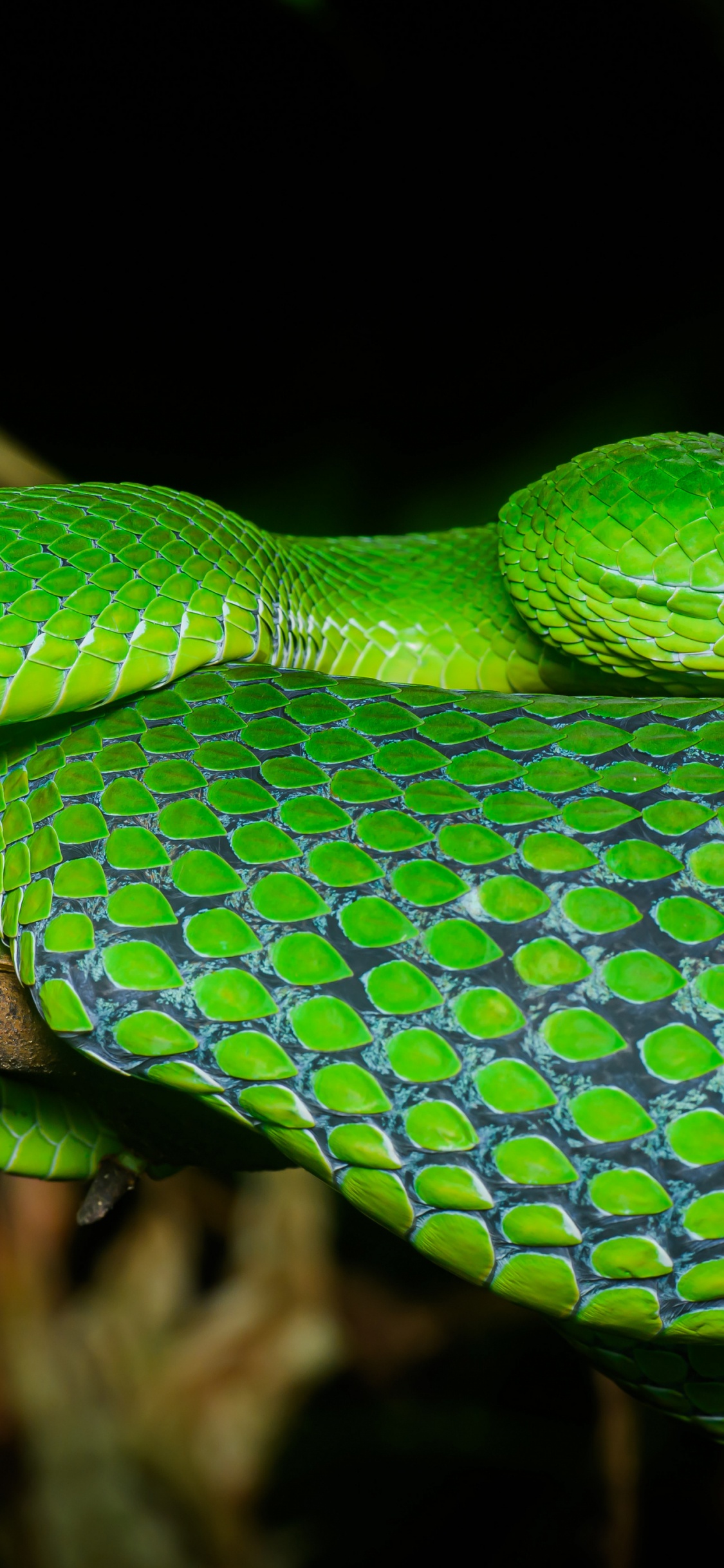 Serpent Venimeux, Reptile, L'échelle de Reptiles, Plante Terrestre, Pour Les Animaux Terrestres. Wallpaper in 1125x2436 Resolution