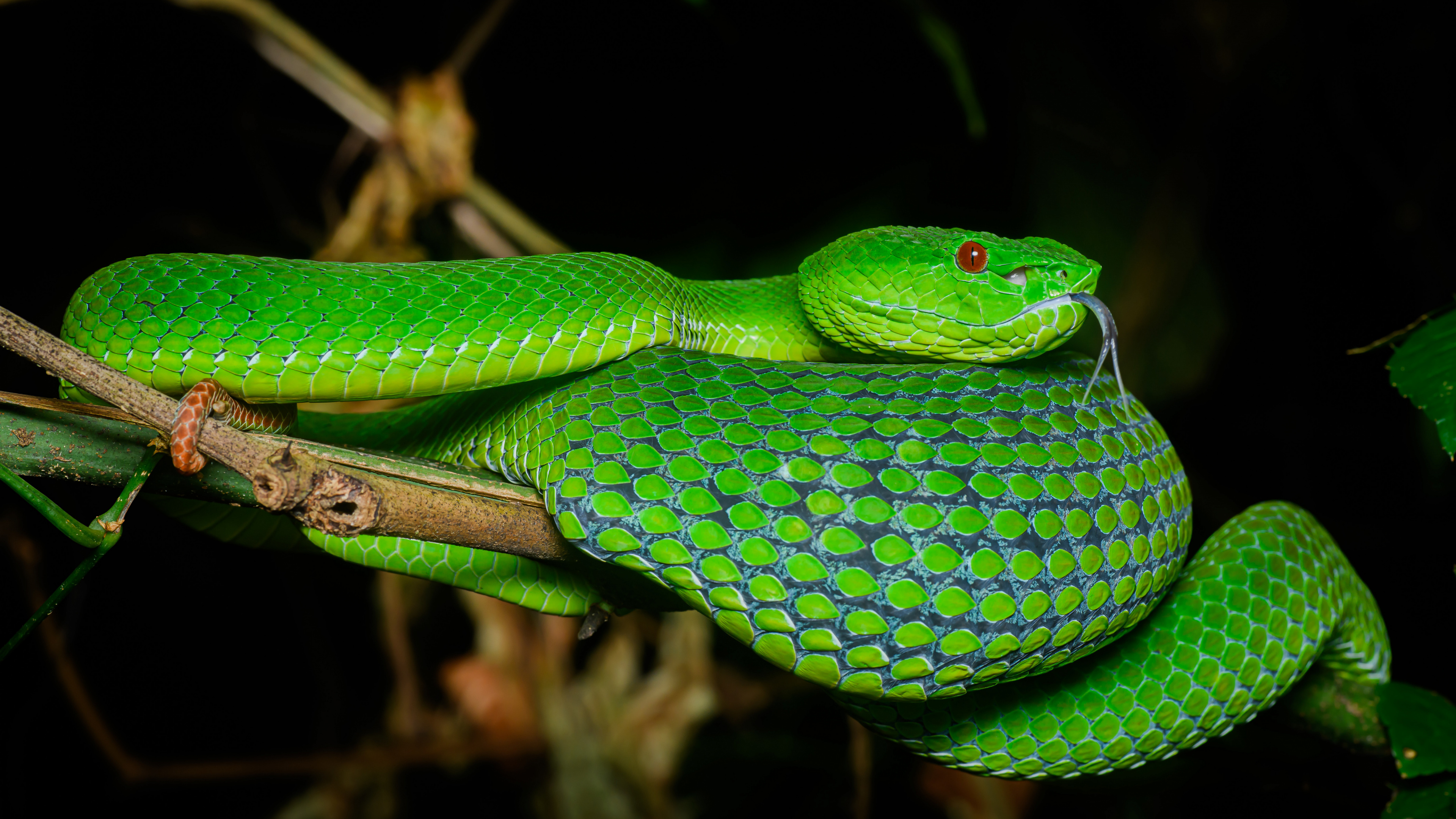 Serpiente Venenosa, Reptil, Escala de Reptiles, Planta Terrestre, Los Animales Terrestres. Wallpaper in 3840x2160 Resolution