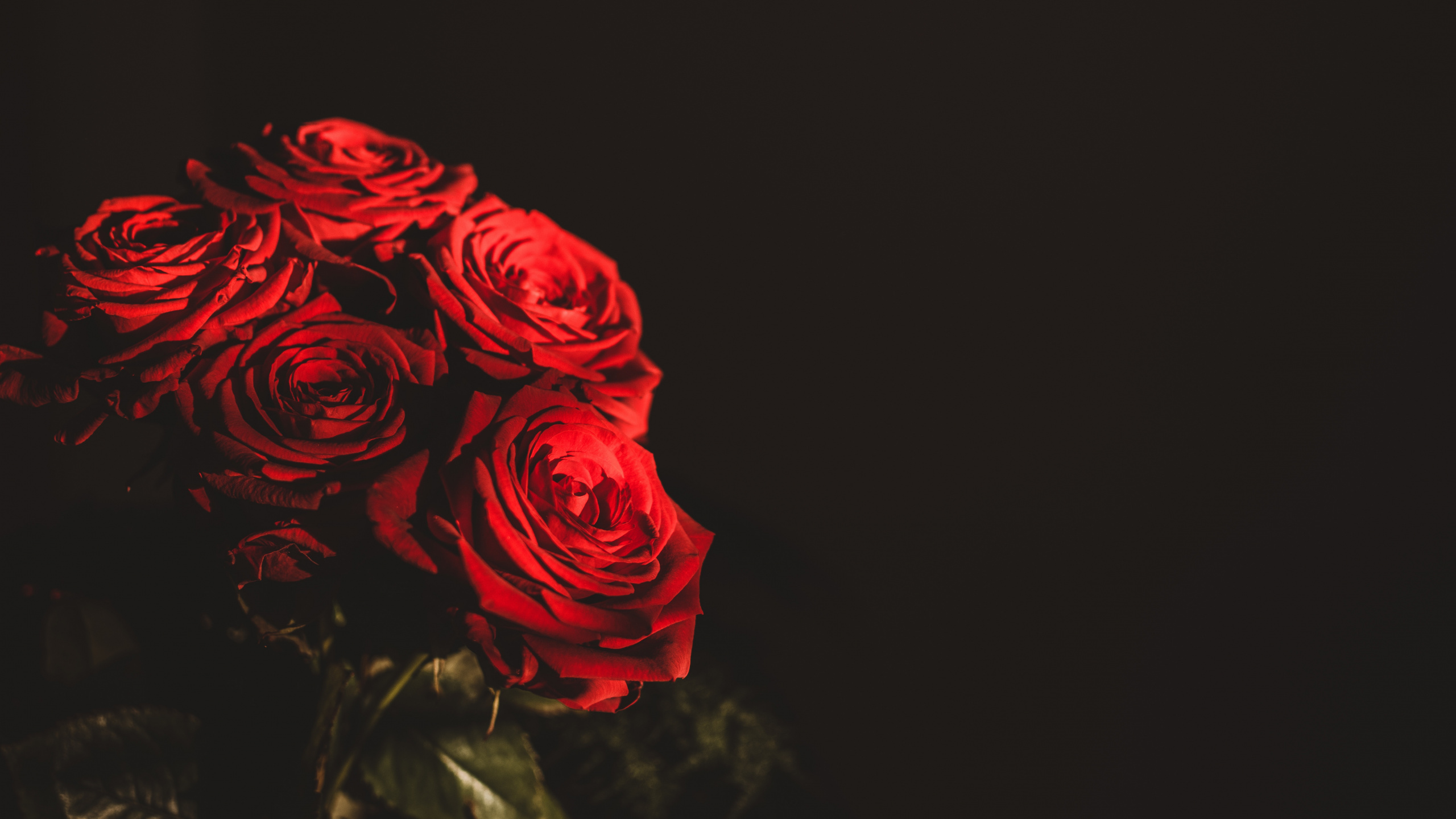 Red Rose in Black Background. Wallpaper in 2560x1440 Resolution