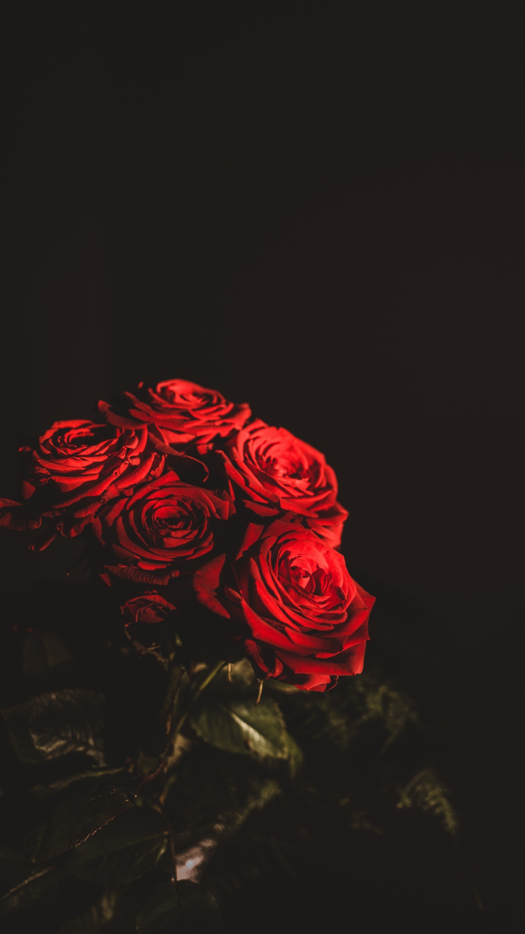 Rote Rose Auf Schwarzem Hintergrund. Wallpaper in 1080x1920 Resolution