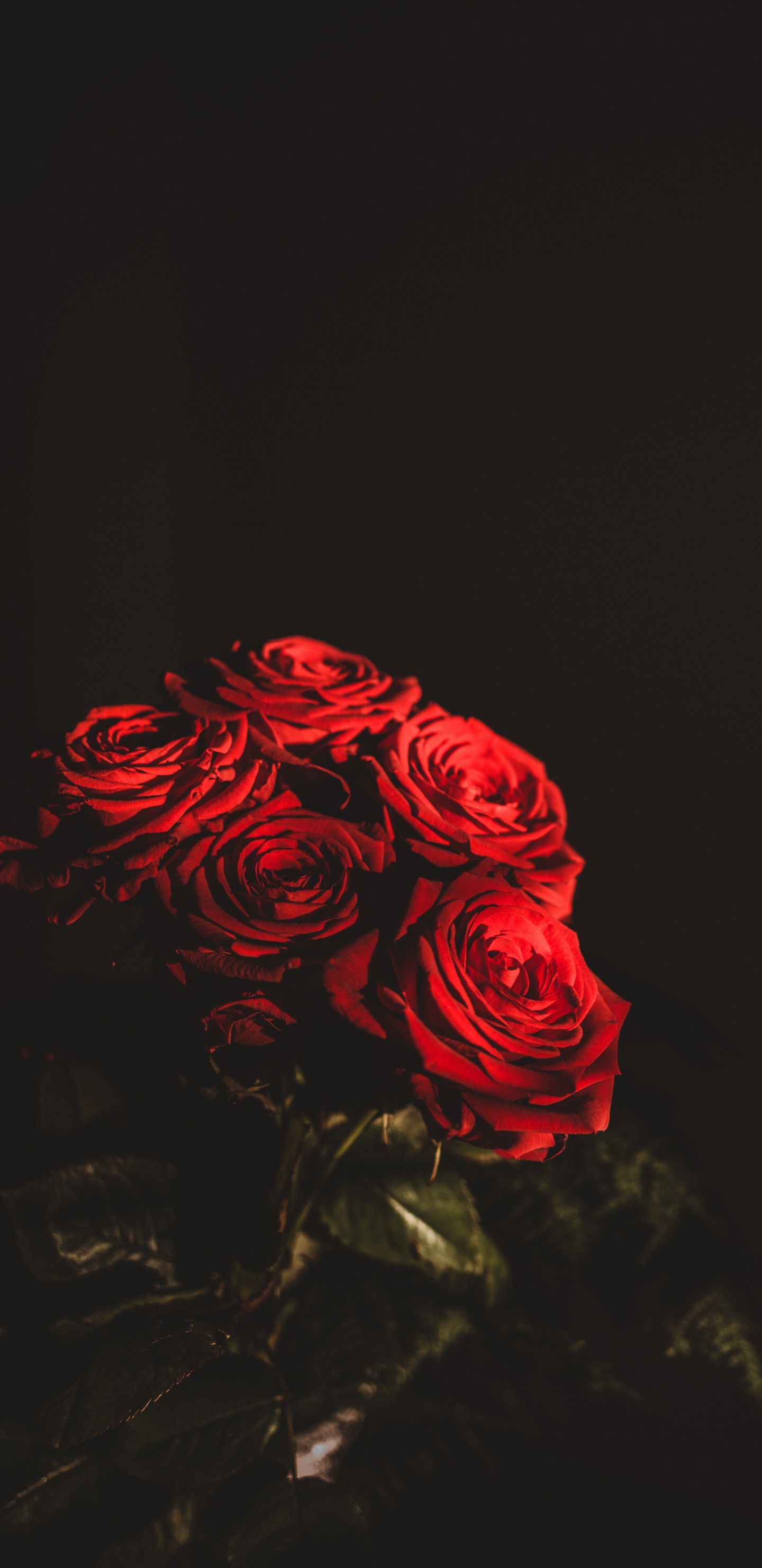 Rote Rose Auf Schwarzem Hintergrund. Wallpaper in 1440x2960 Resolution