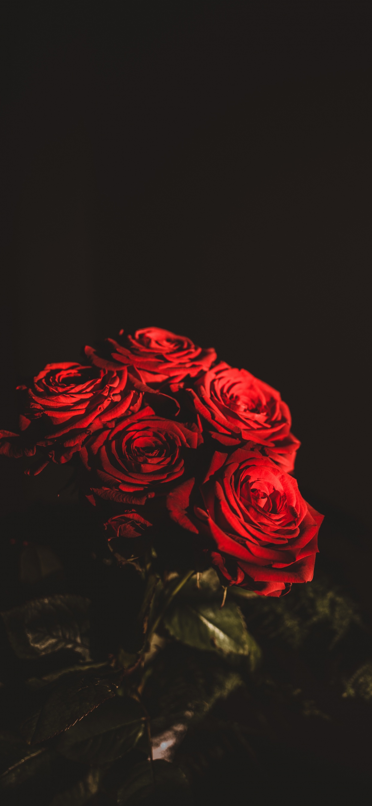 Rose Rouge Sur Fond Noir. Wallpaper in 1242x2688 Resolution