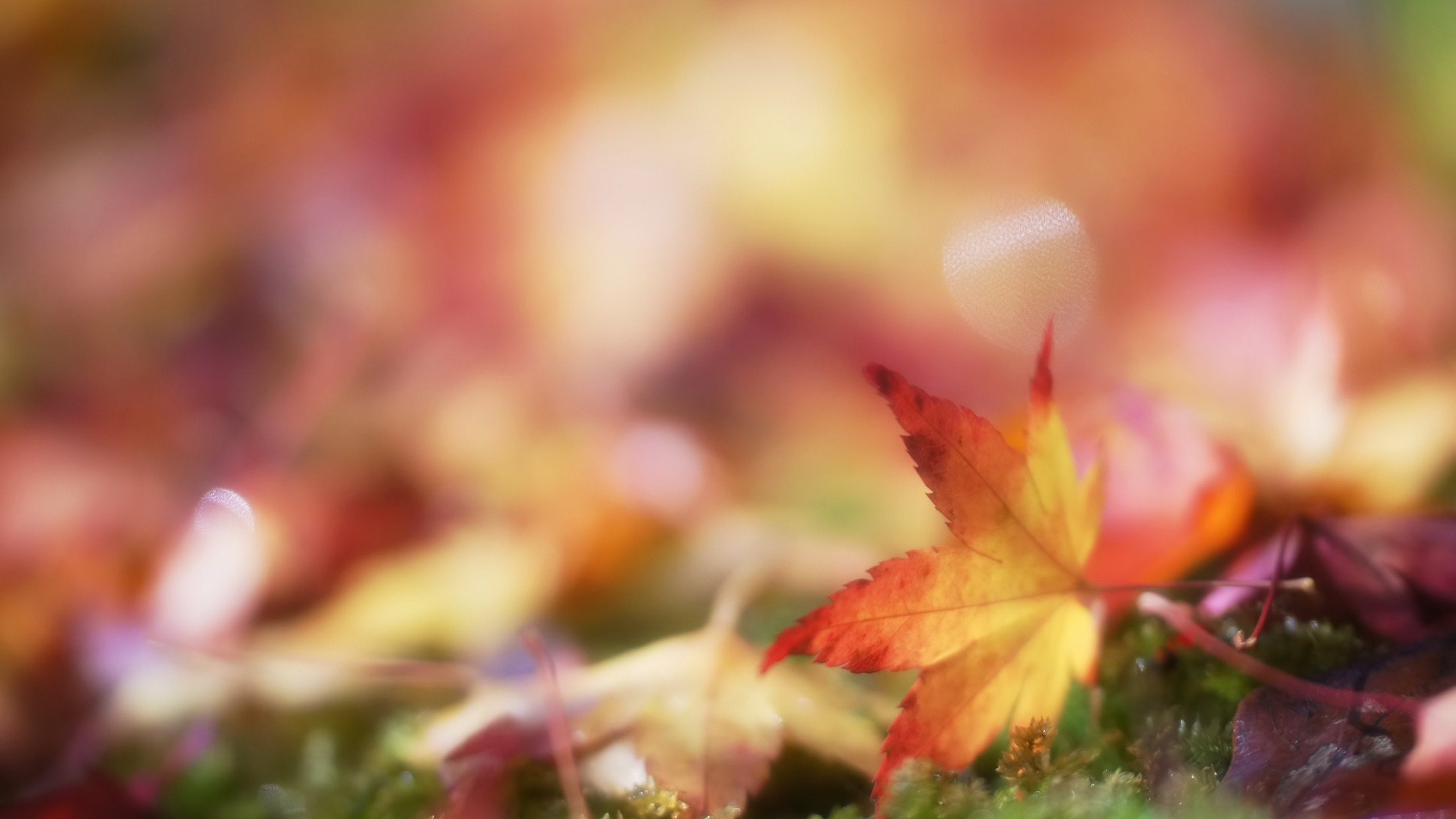 Feuille Brune Sur L'herbe Verte. Wallpaper in 2560x1440 Resolution